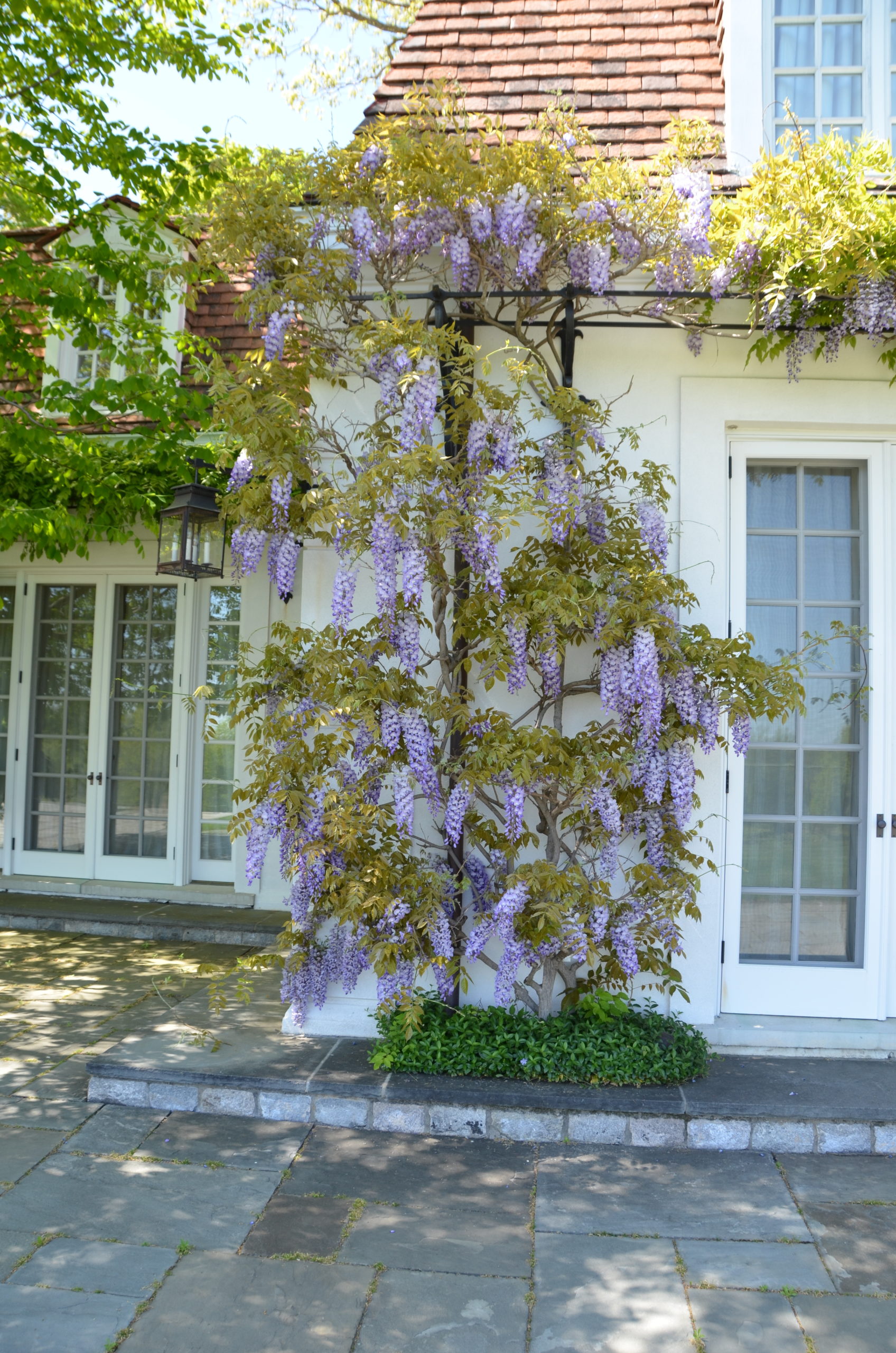 This wisteria support structure, drilled into the house, runs up from the ground to where it meets the horizontal bars. ANDREW MESSINGER