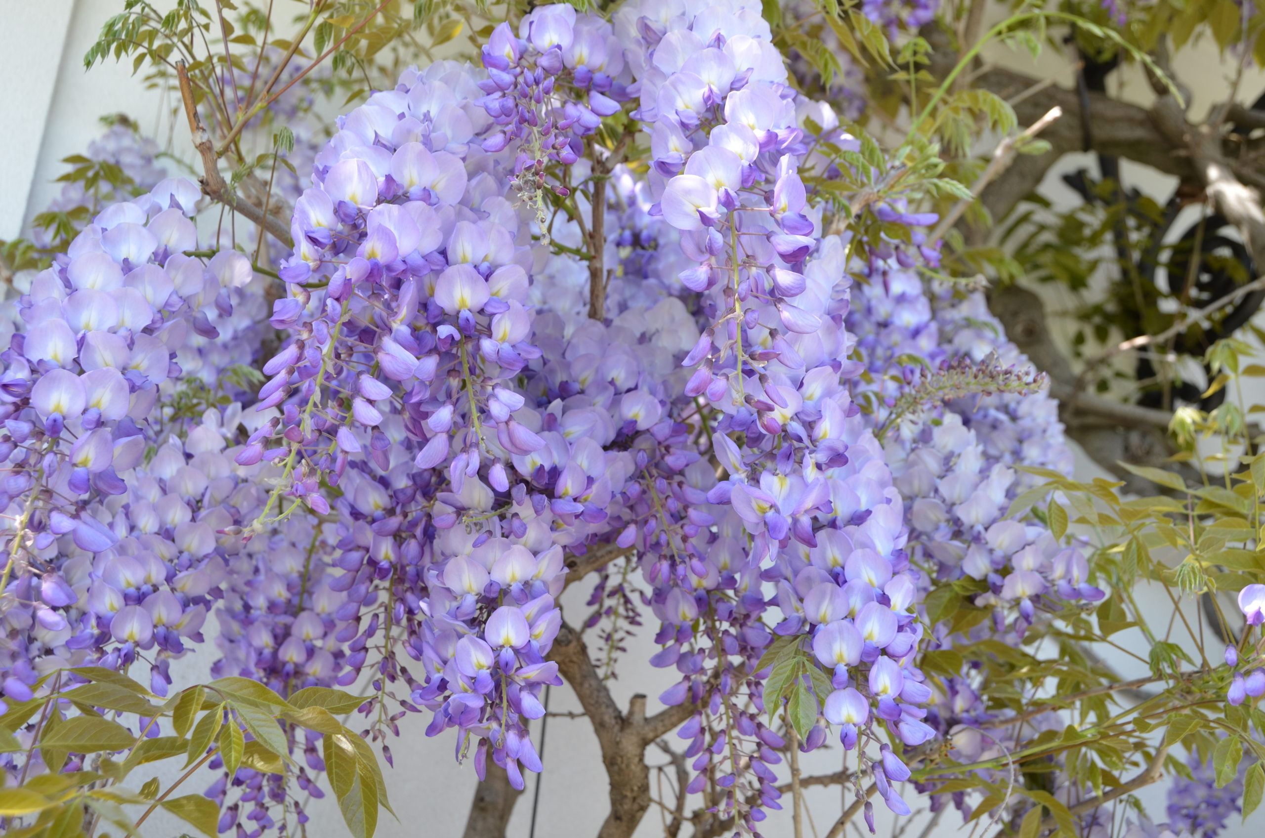 Wisteria A Vine For The Ages 27 East