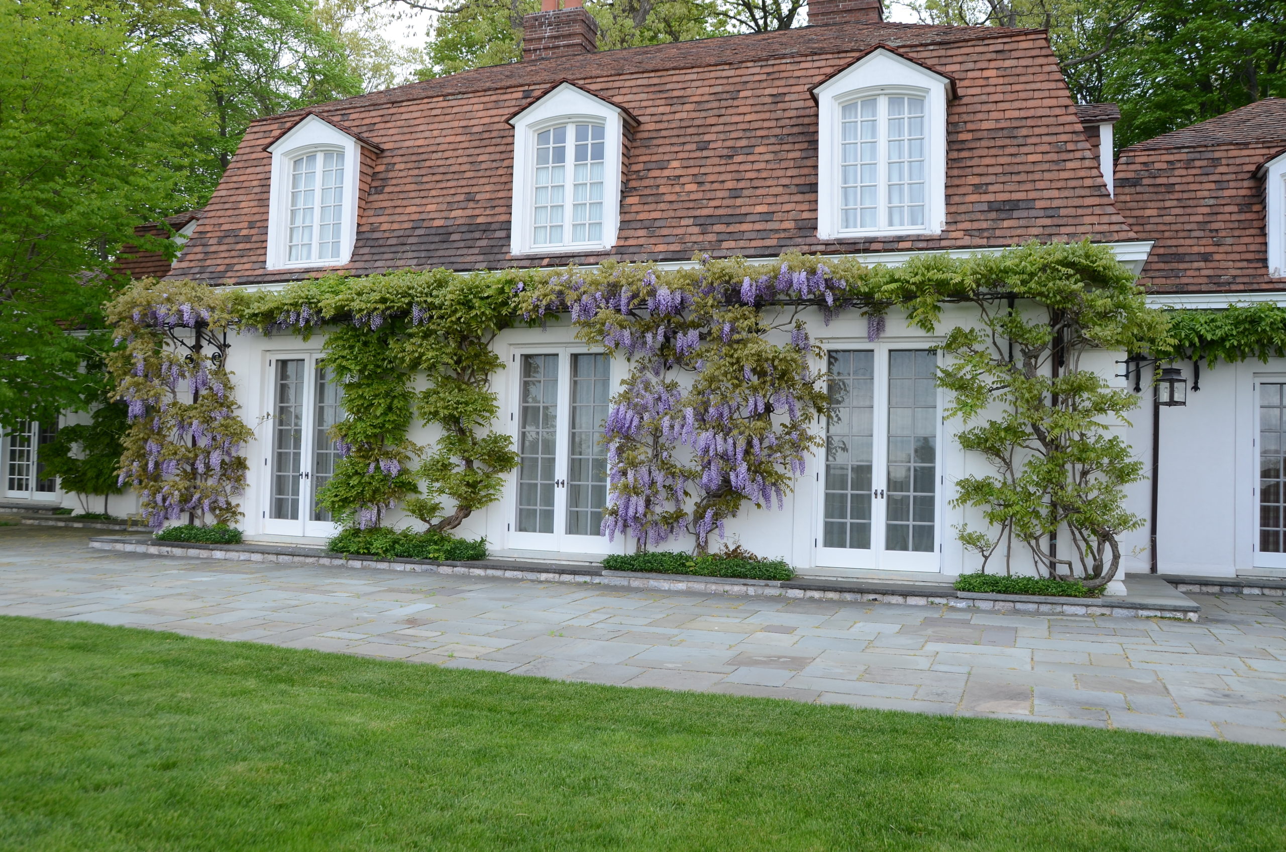 This building was constructed around 1928 and fully renovated in 2001, which added two new wisterias to the original pair. Above the doors, a massive steel structure runs the length of the house to support the heavy vines. If they are not regularly pruned, they would easily find their way in through the doors and second-story windows. ANDREW MESSINGER