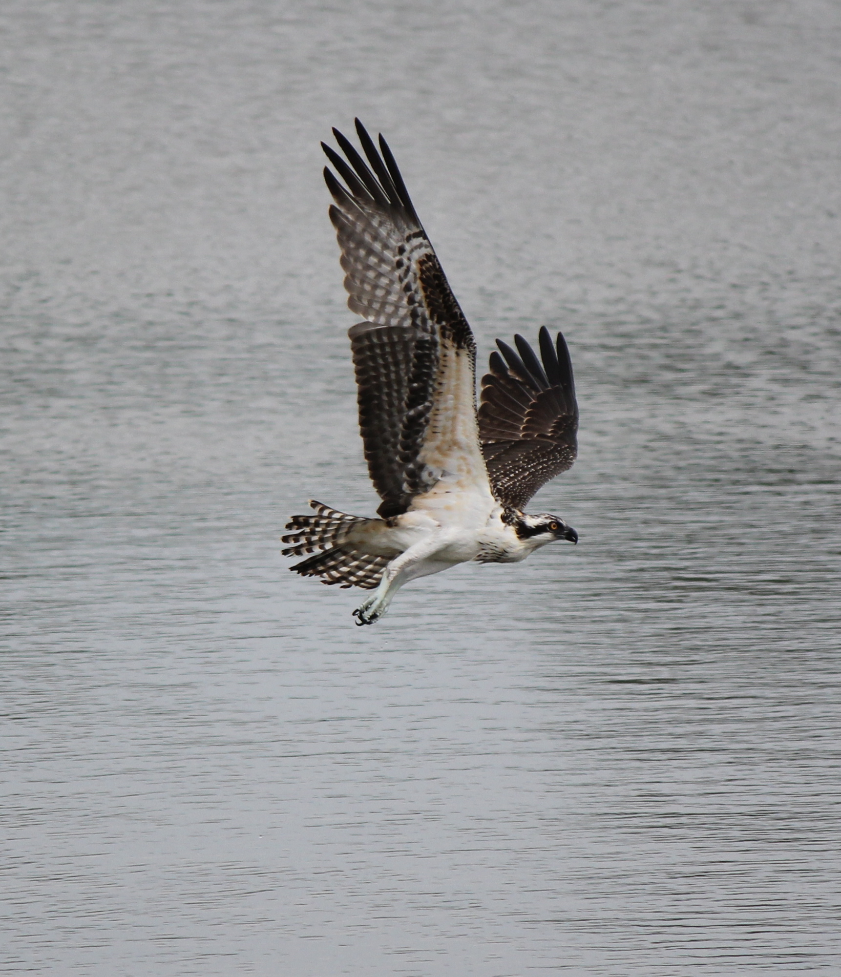 An osprey in flight.    TERRY SULLIVAN