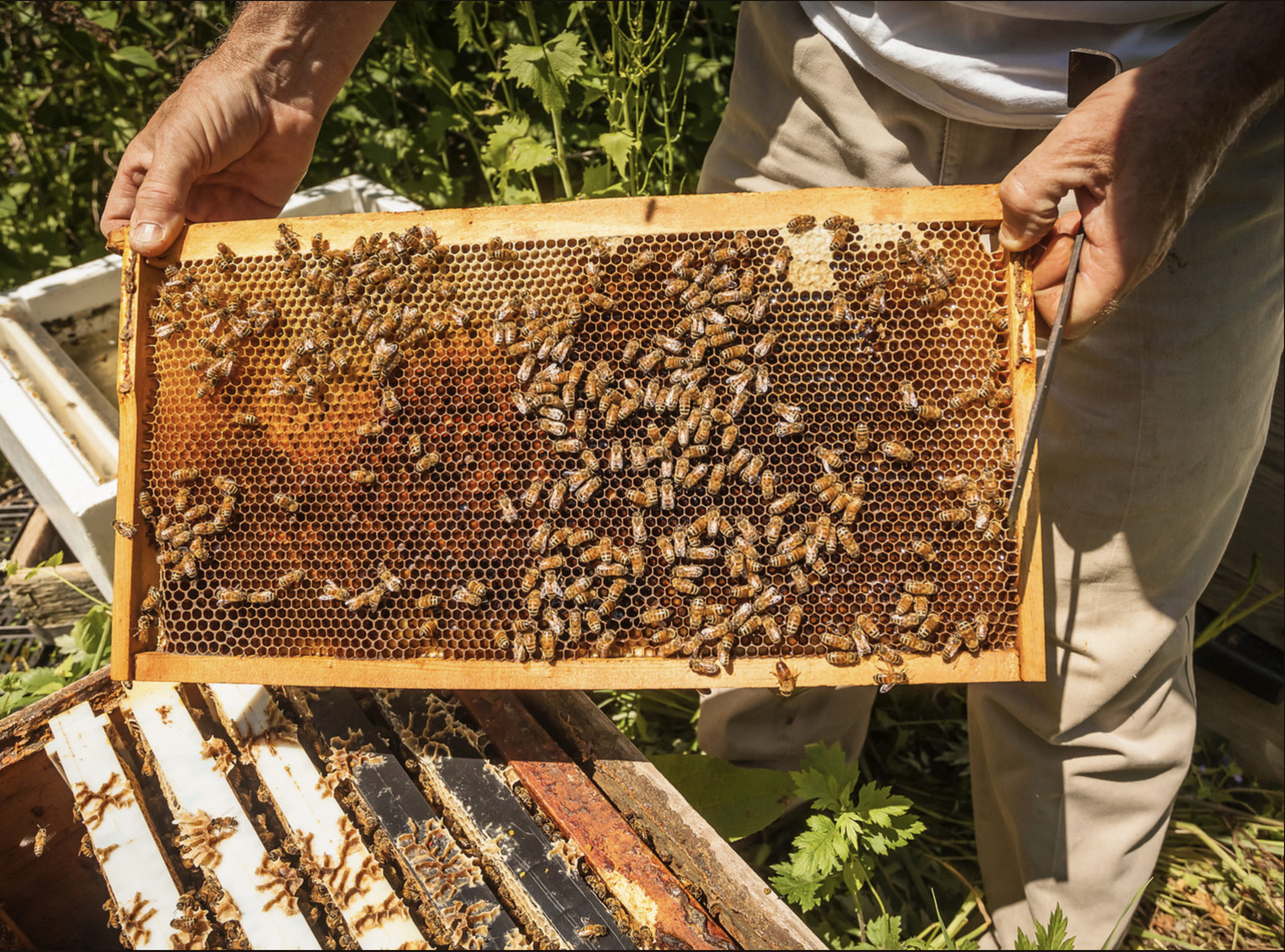 A rack of bees in a newly populated hive. IAN VORSTER