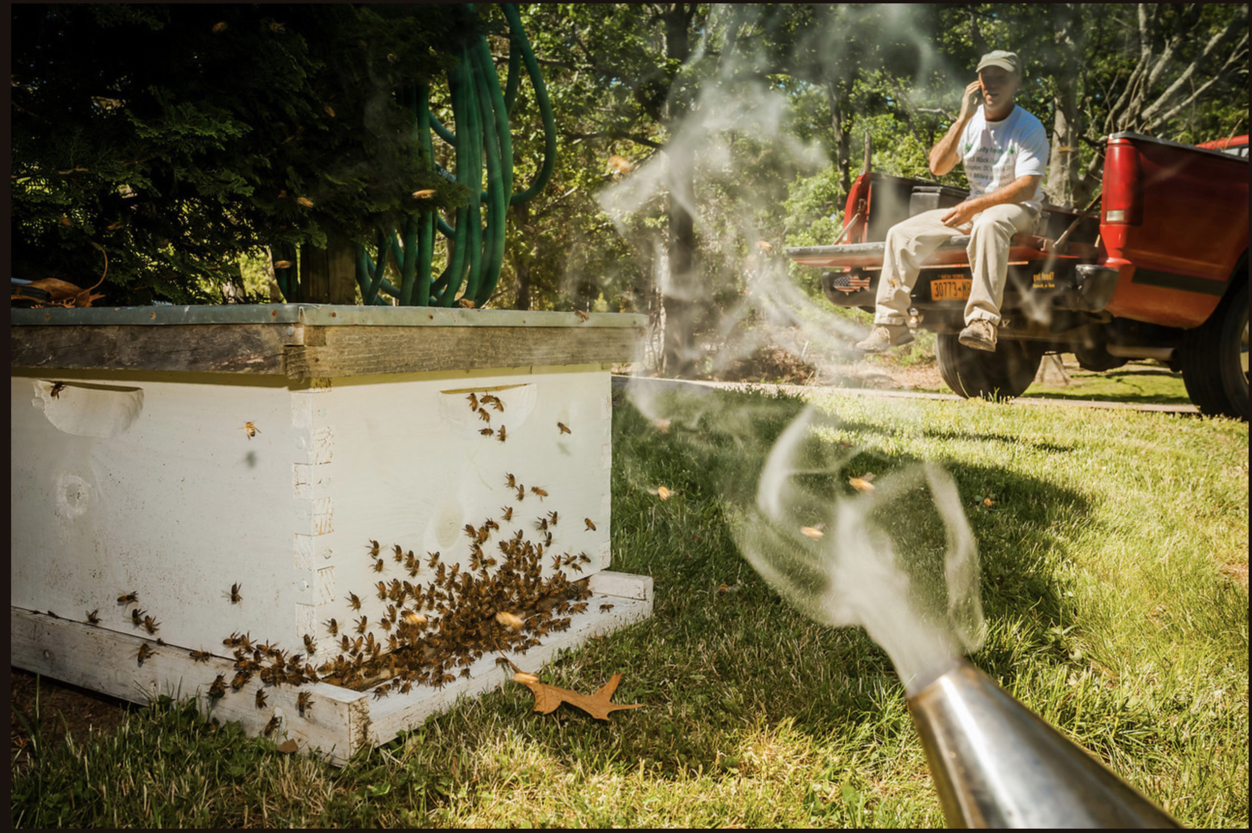 Chris Kelly waits for a swarm to settle in to a new hive. IAN VORSTER