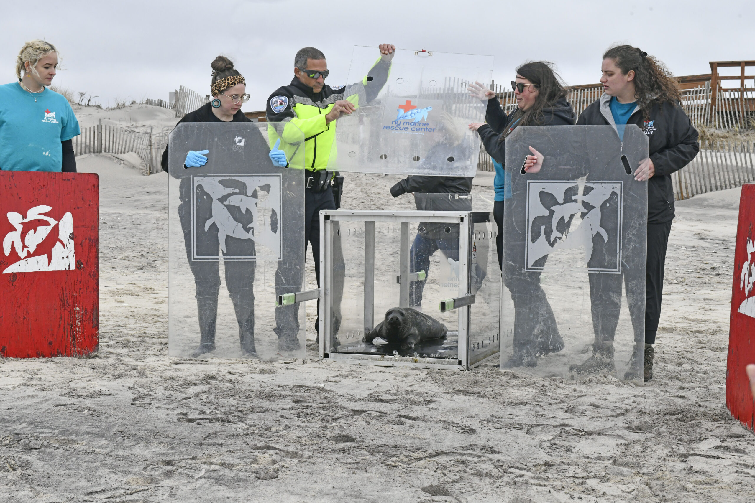 Peconic, the male gray seal pup found wandering near the traffic circle in Riverhead was released on Friday morning at Tiana Beach in Hampton Bays.