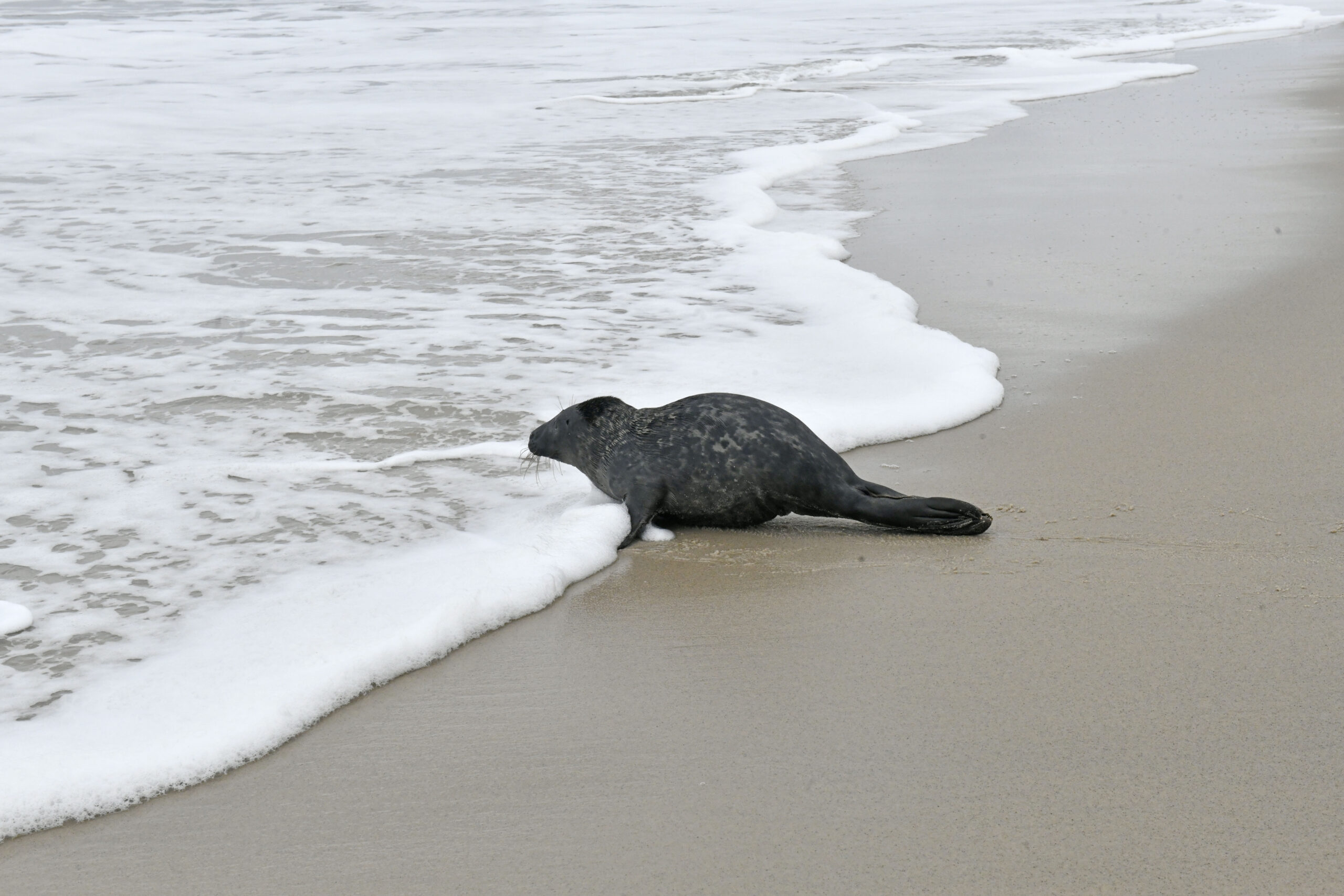 Peconic, the male gray seal pup found wandering near the traffic circle in Riverhead was released on Friday morning at Tiana Beach in Hampton Bays.