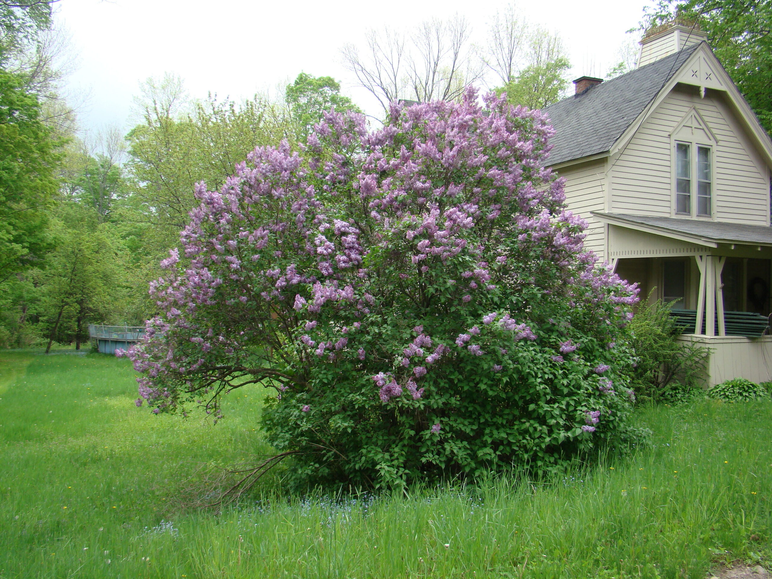 This lilac appears to have been pruned and thinned but not with thoughtfulness. Note the bushy bottom area versus the older and much taller stems and branches. Better planned pruning would have resulted in a more manageable shrub with the taller, older top branches being less likely to break in snow and ice.