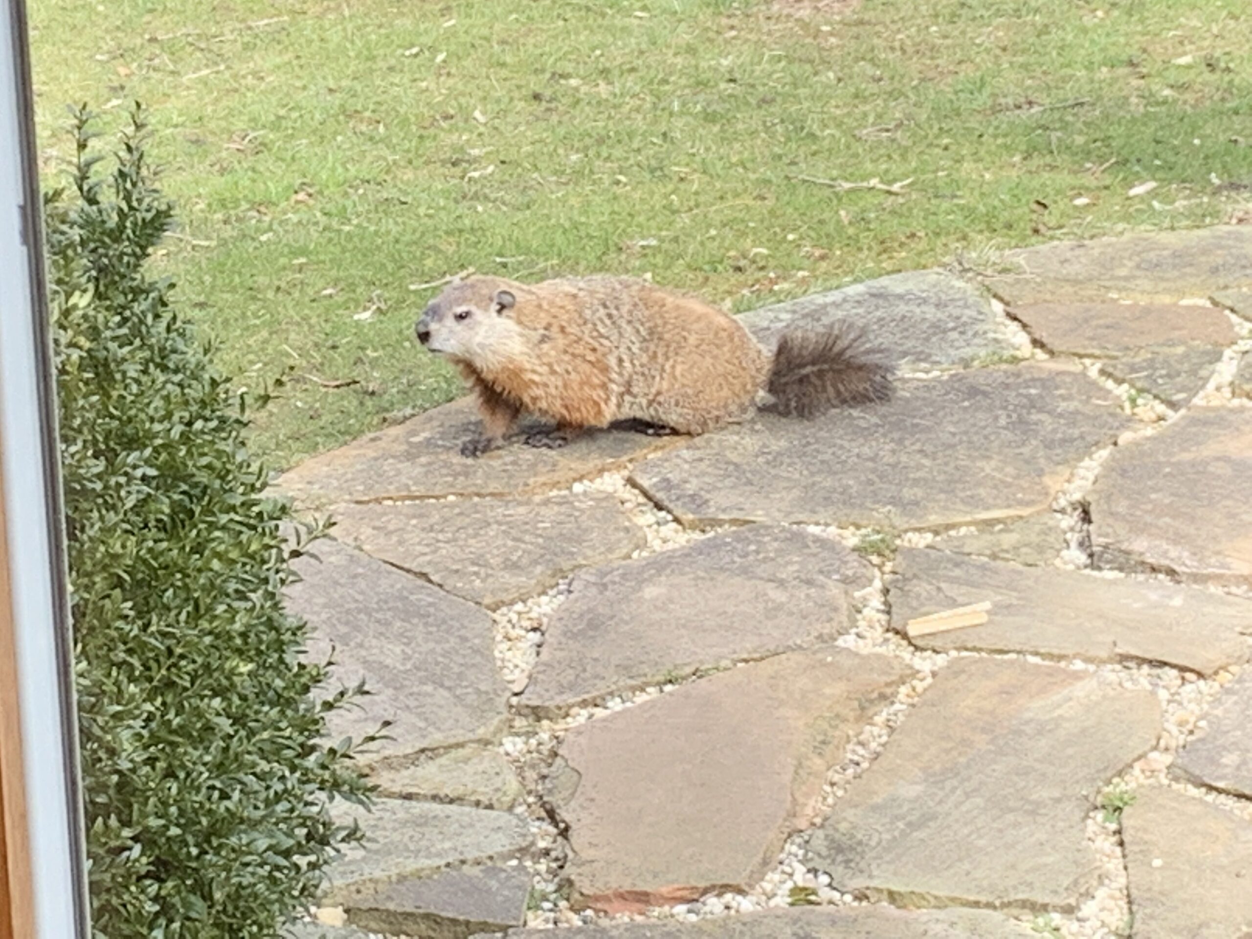 The Watermans of Hither Woods on the western edge of Montauk finally found the culprit of piles of dirt and tunnels in their yard, a groundhog, which were not thought to be as far east as Montauk as of 2016.    COURTESY CHRIS WATERMAN