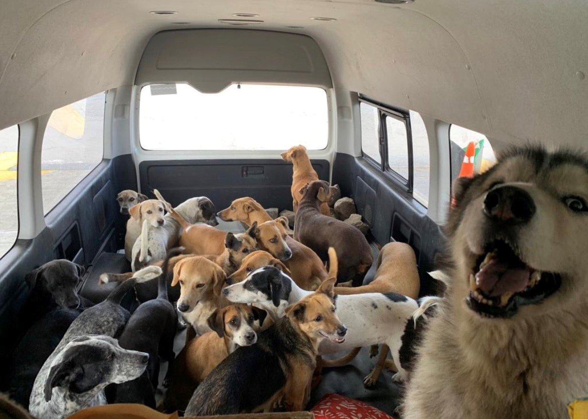 20 Dogs Rescued From Mexico 27 East   MexicoDogs2 