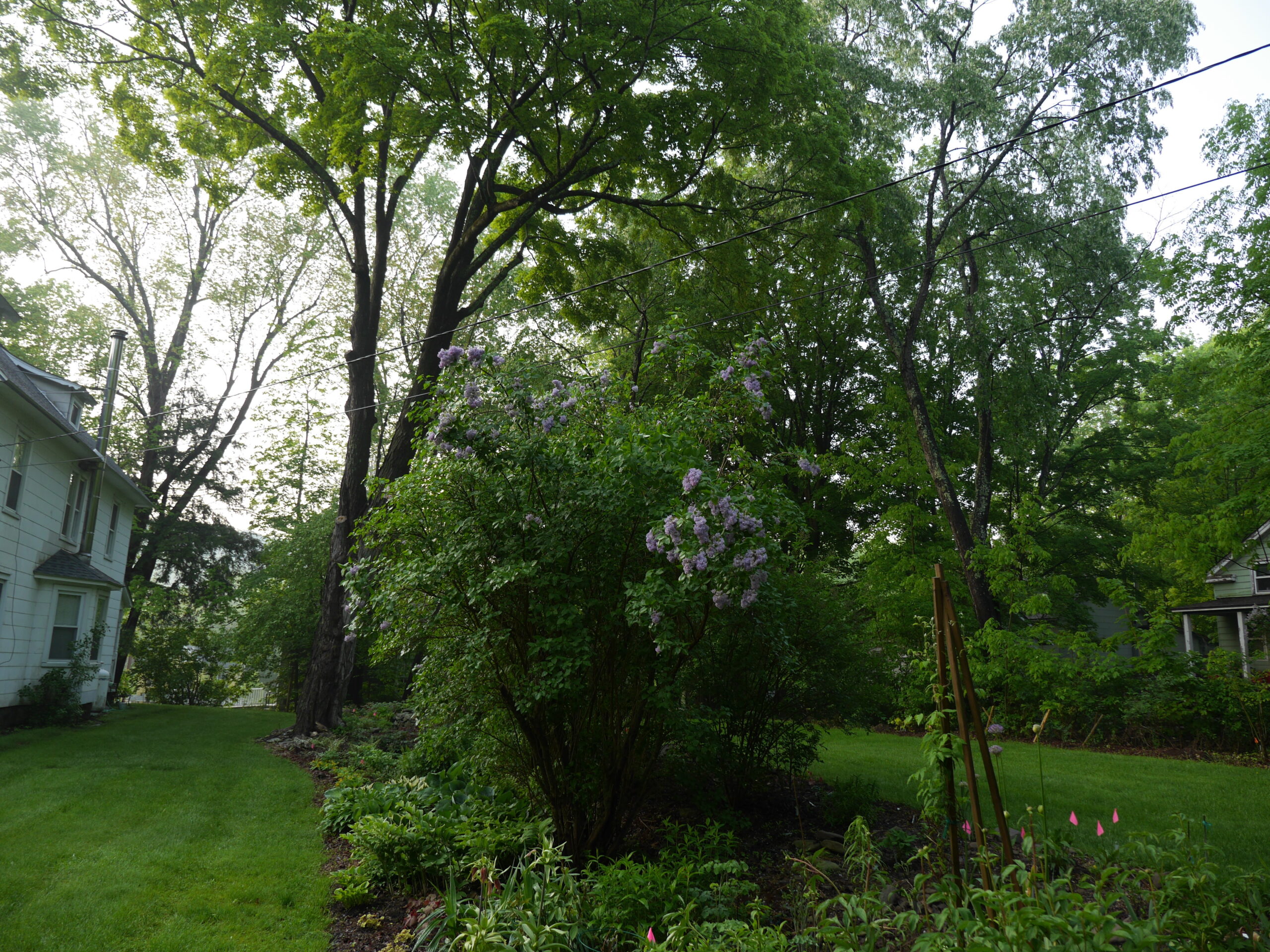 Several older and taller lilacs in the center of this perennial island provide afternoon (this is an early morning shot) shade to the hostas on the left.  Miss Kim, on the right, is coming into full bloom as the older species to the left only has a few blooms remaining at the top.