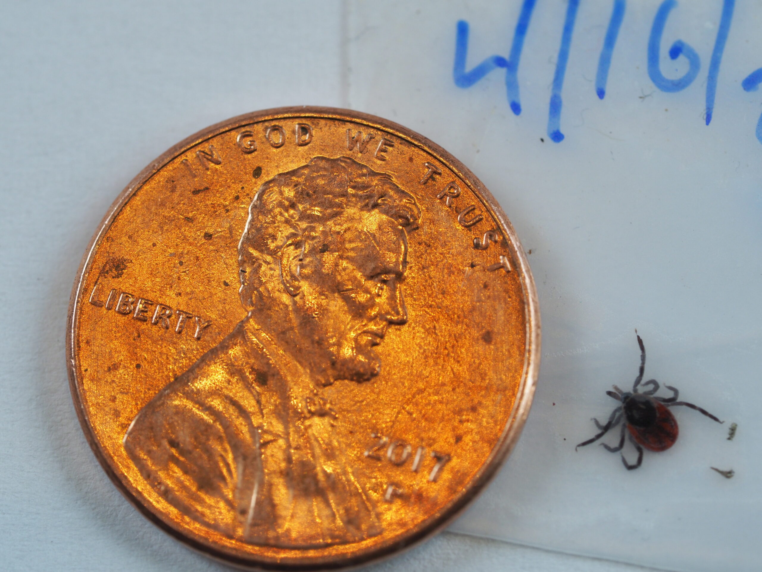 Trapped safely in a folded piece of tape and dated, this blacklegged (deer) tick was not attached long enough to cause an infection. The two short extensions at the tip of the head are like saw blades that the tick uses to make a puncture then draw blood with a different mouthpart.