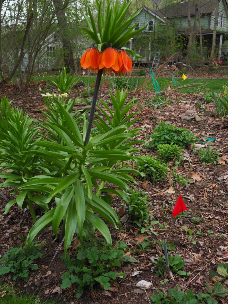 Fritillaria imperialis can grow up to 3 feet tall and repels deer. Unfortunately, it’s also the early and alternate host for the scarlet lily beetle. 