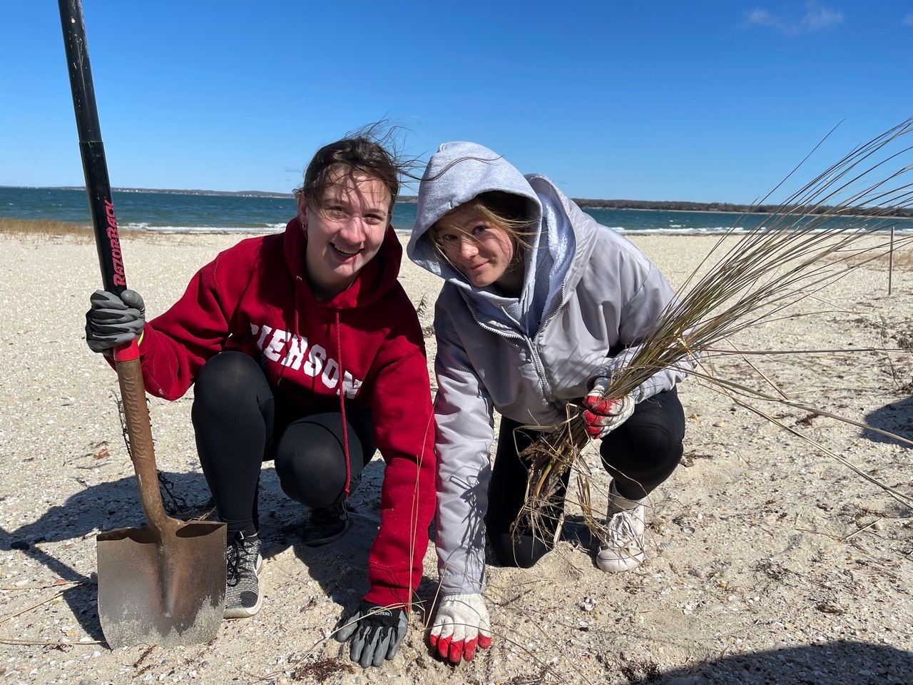 Pierson Environmental Club students joined Cornell Cooperative Extension for a volunteer event restoring native grass at Foster Memorial Beach also known as Long Beach. COURTESY SAG HARBOR SCHOOL DISTRICT