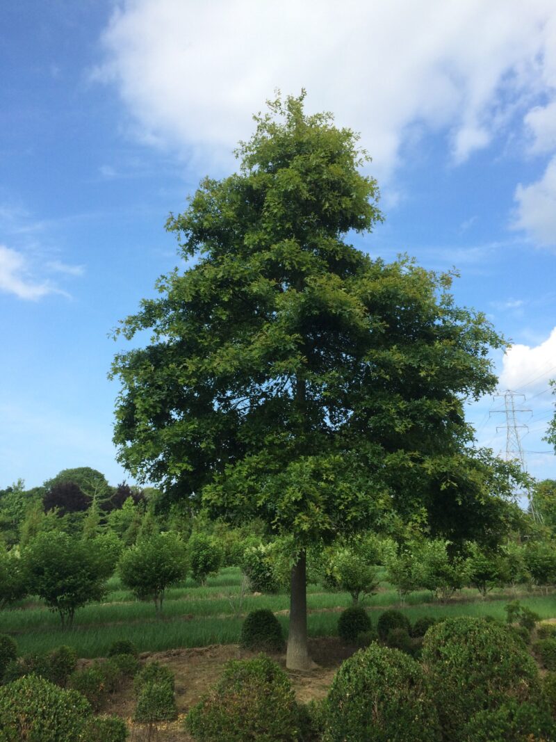 Pin oaks are native to Long Island, great shade trees and a food source for many animals. As Mary Mayer of Whitmore’s Tree Farm says, “They don’t get enough respect. They’re excellent for so many reasons.” MARIAH WHITMORE