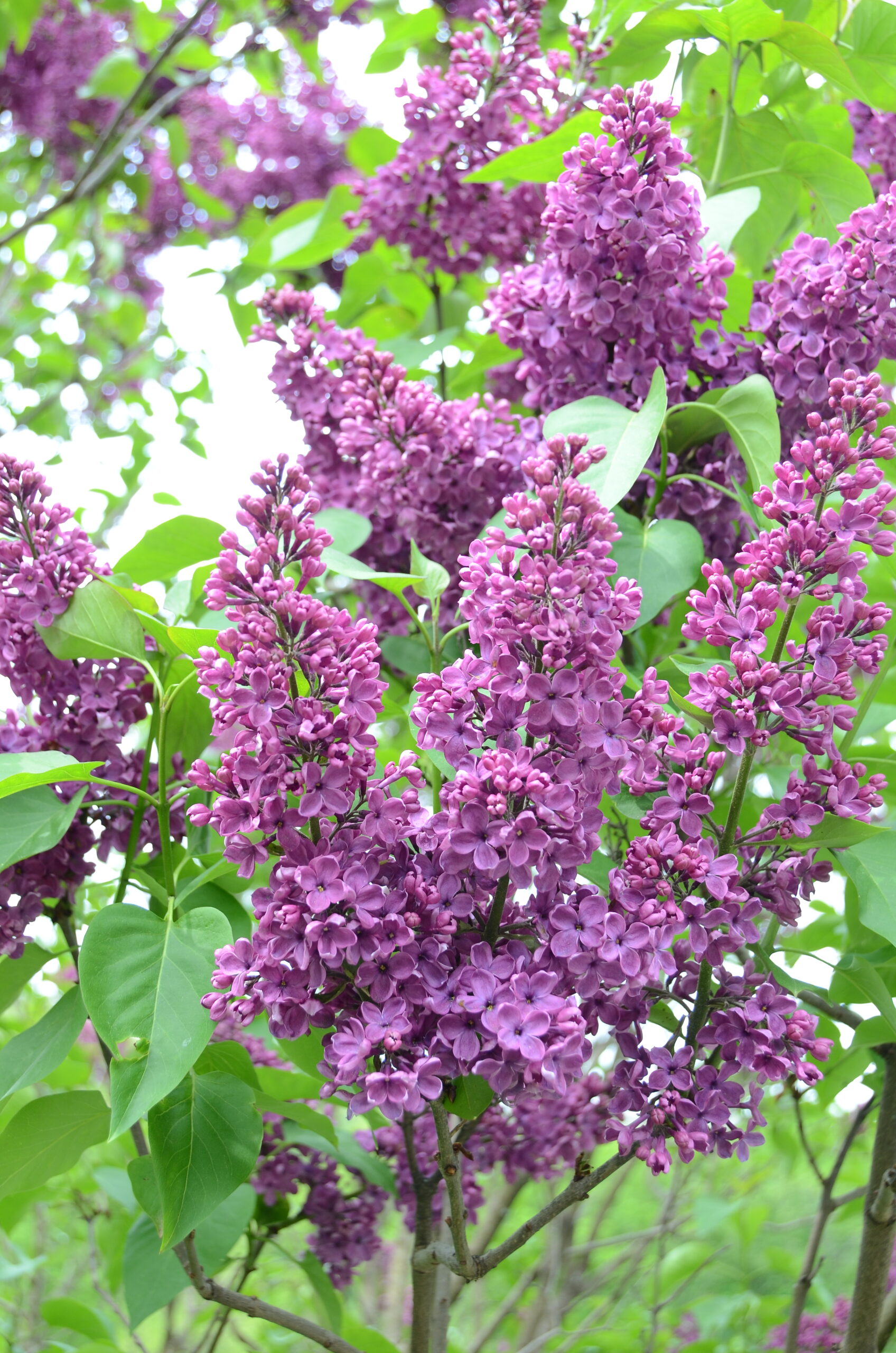 A classic lilac in the classic lilac color. Young pencil-thick stems are the best for cuts, and thinning stems for cuts results in more flowering stems the following year.