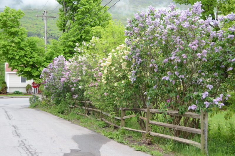 A privacy row of lilacs that are probably decades old and in four different colors.