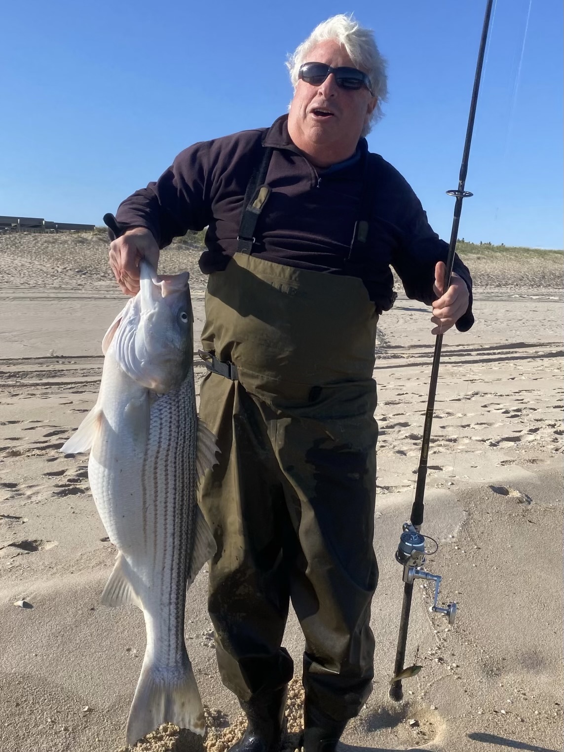 Adam Flax caught and released this fat striped bass from the beach in Bridgehampton last week.