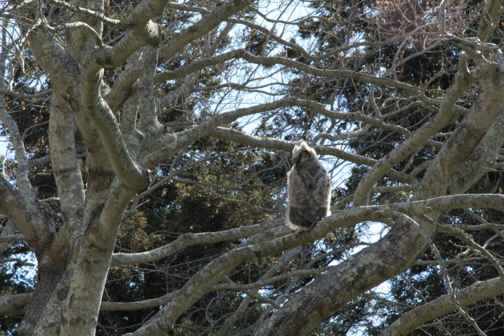 A juvenile great horned owl in Southampton Village. 