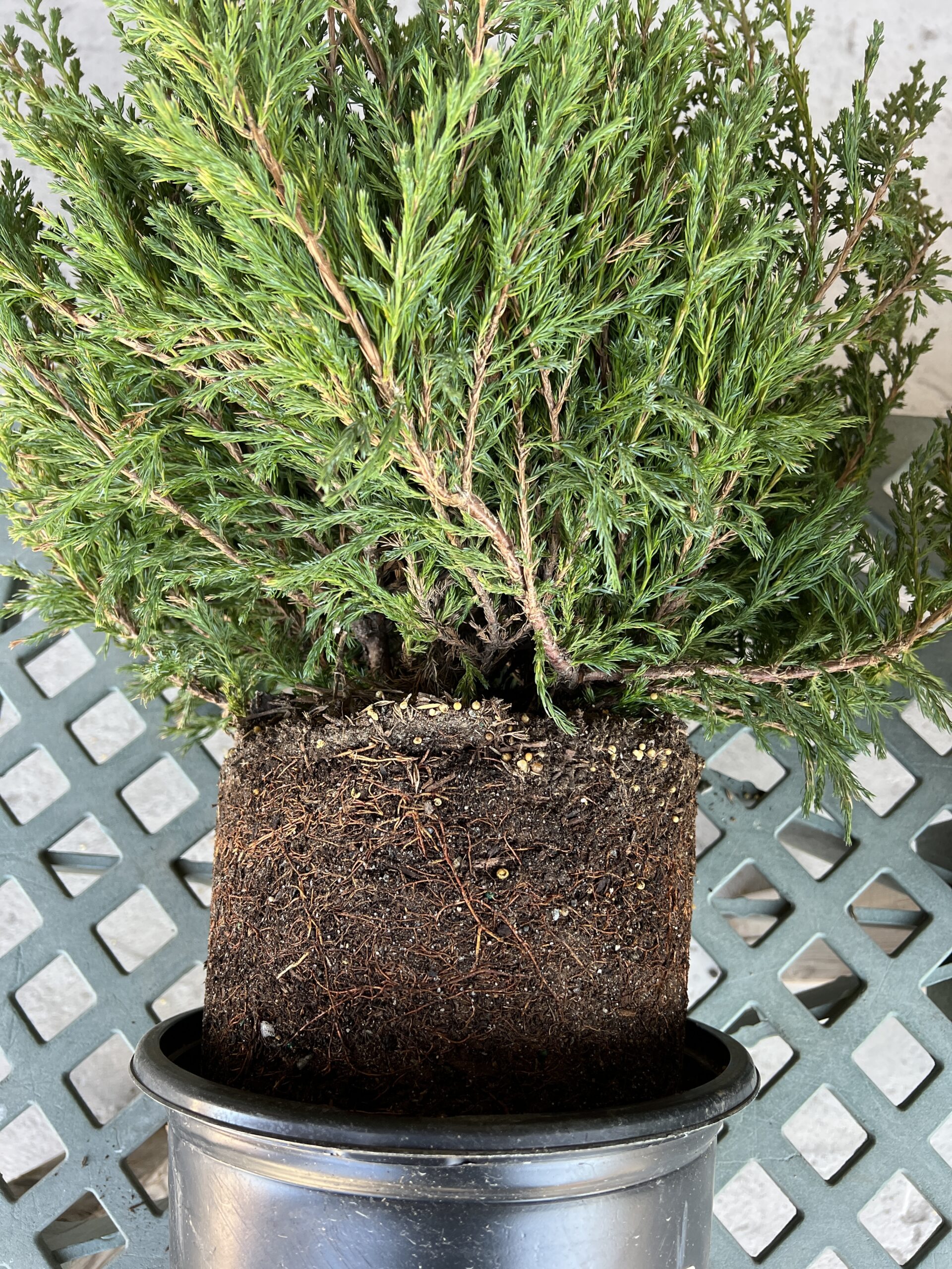 The same Juniper, but pulled out of the pot. The root mass shows that while the roots are well formed the plant is not yet pot-bound, a good thing. By simply pushing your fingers into the root mass, most of the roots can be teased out and opened up easily. Note that the soil has sand in it to aid in drainage and the small round “prills” or pellets near the top of the soil are time-release fertilizer pellets used at the nursery. ANDREW MESSINGER