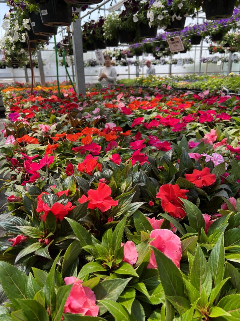 With varieties that will grow in sun and/or shade, Impatiens are annuals from warmer climates like Africa and Asia. They do not overwinter and will die in the fall months.  Cuttings can be taken to overwinter, but the plants themselves won’t.
ANDREW MESSINGER