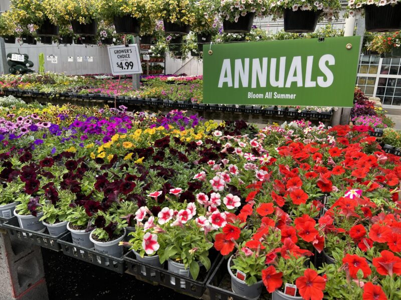 For some gardeners, annuals are all that’s needed for a summer garden. On the other hand, some gardeners have issues with using plants that are guaranteed to die at the end of the season. With the right combinations, annuals do indeed bloom all summer. 