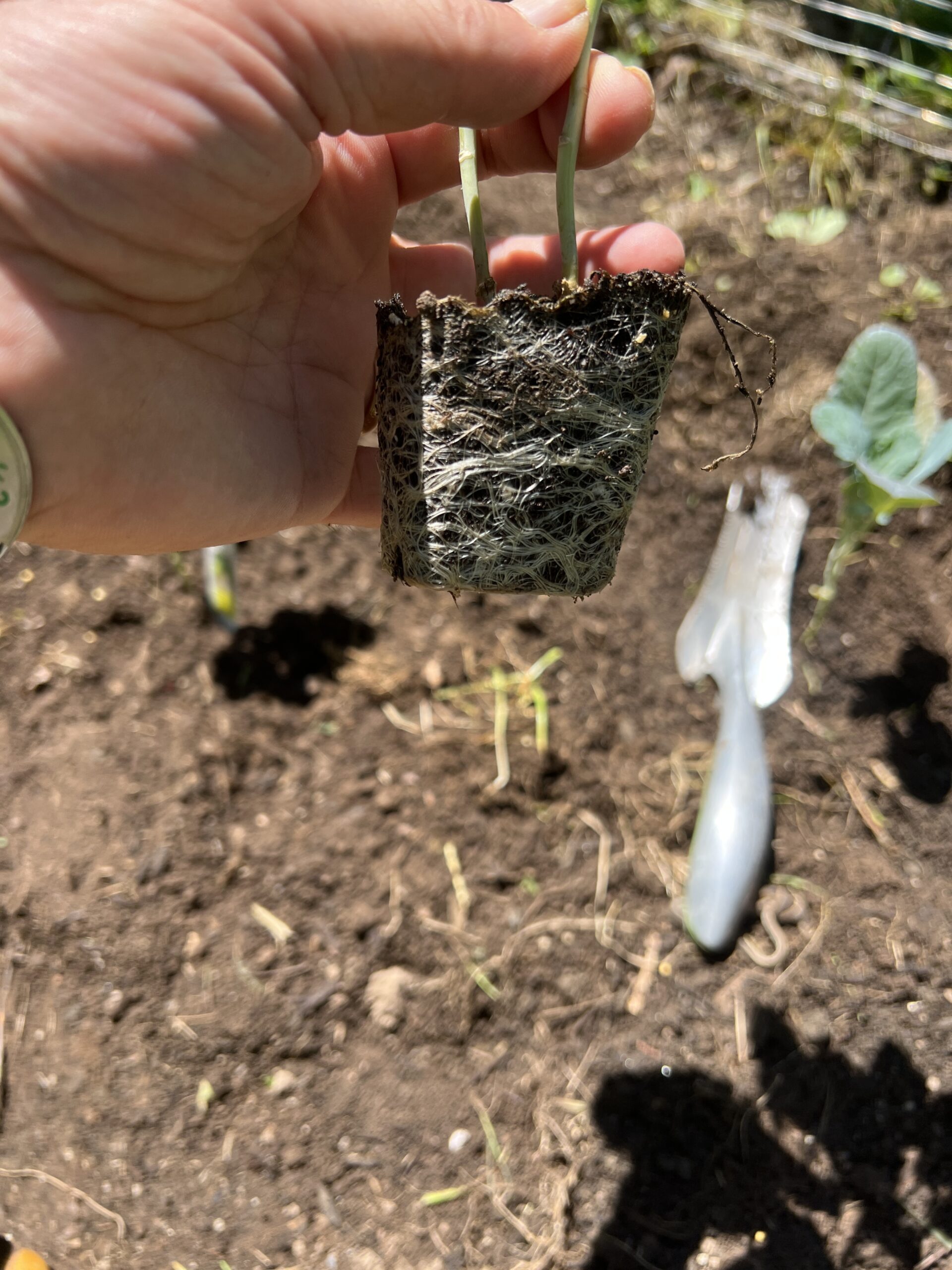 Broccoli transplants from a cell pack. The roots need to be gently pulled apart or sliced vertically or teased apart before planting. This encourages new root growth, which is essential for allowing the plants to grow and thrive.
ANDREW MESSINGER