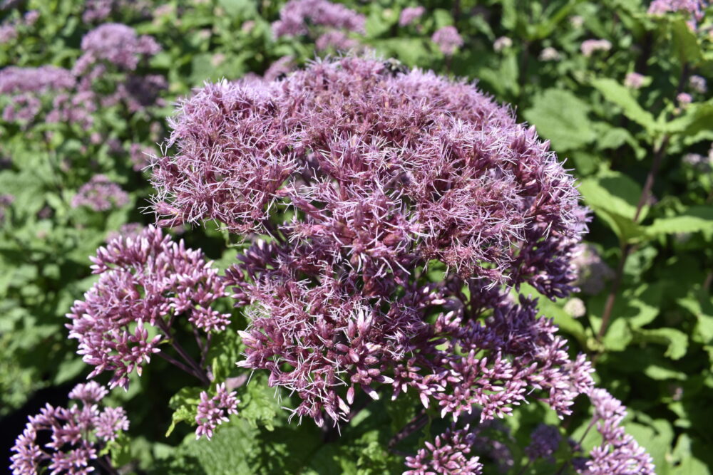 Native Joe-Pye weed is a late-blooming ornamental plant that provides pollen and nectar later in the season, benefitting a variety of beneficial insects.