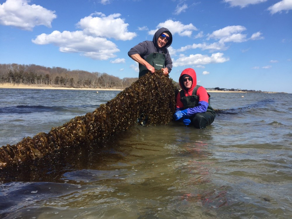 Mike Doall and oyster farmer Paul McCormick with kelp grown on the Great Gun oyster farm.  COURTESY CHRIS GOBLER