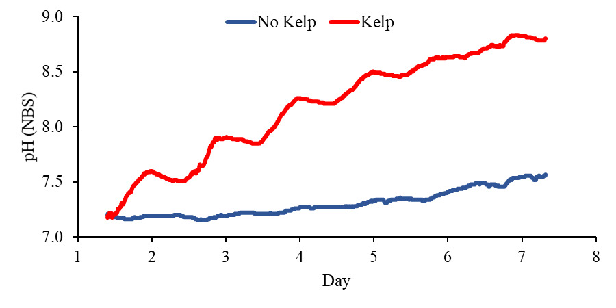pH scale measurements with and without kelp. The graph shows continuous pH (NBS scale) bubbling, and the addition of 4 x 104 cells mL-1 Isochrysis galbana added daily to simulate daily feedings of bivalves.    COURTESY CHRIS GOBLER