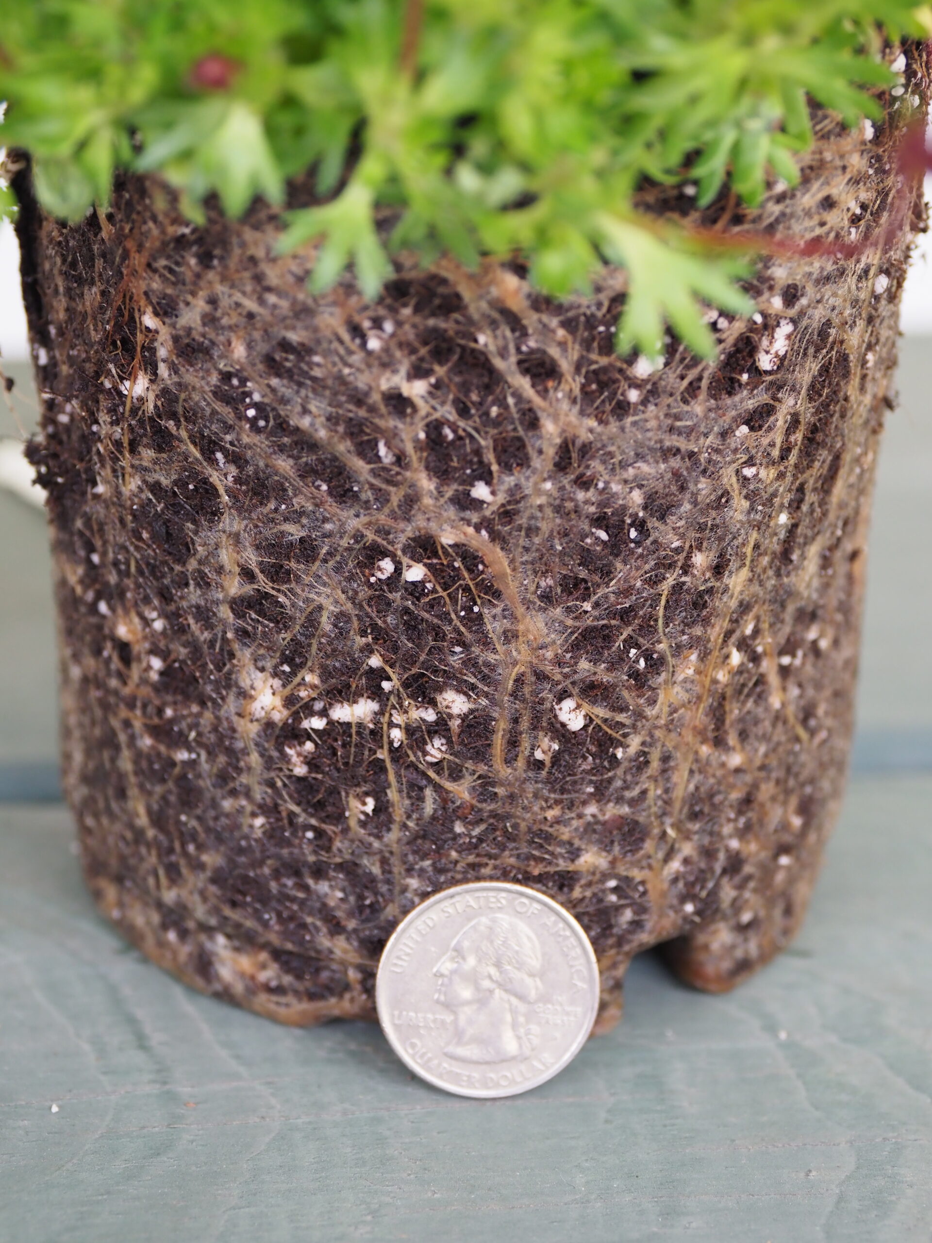 A closer view of the roots in the unpotted Mossy Pink. If planted like this, the roots will continue to grow mostly in the same circular pattern. To encourage better rooting and root growth, use your fingers to pull the roots and tease them out. When replanting, work the backfill soil in and around the roots to remove air pockets and insure good soil contact.  It only takes the roots of perennials a few weeks to reestablish and begin exploring into the surrounding soil.  Remember: Tease the roots out, don’t rip them apart.  ANDREW MESSINGER