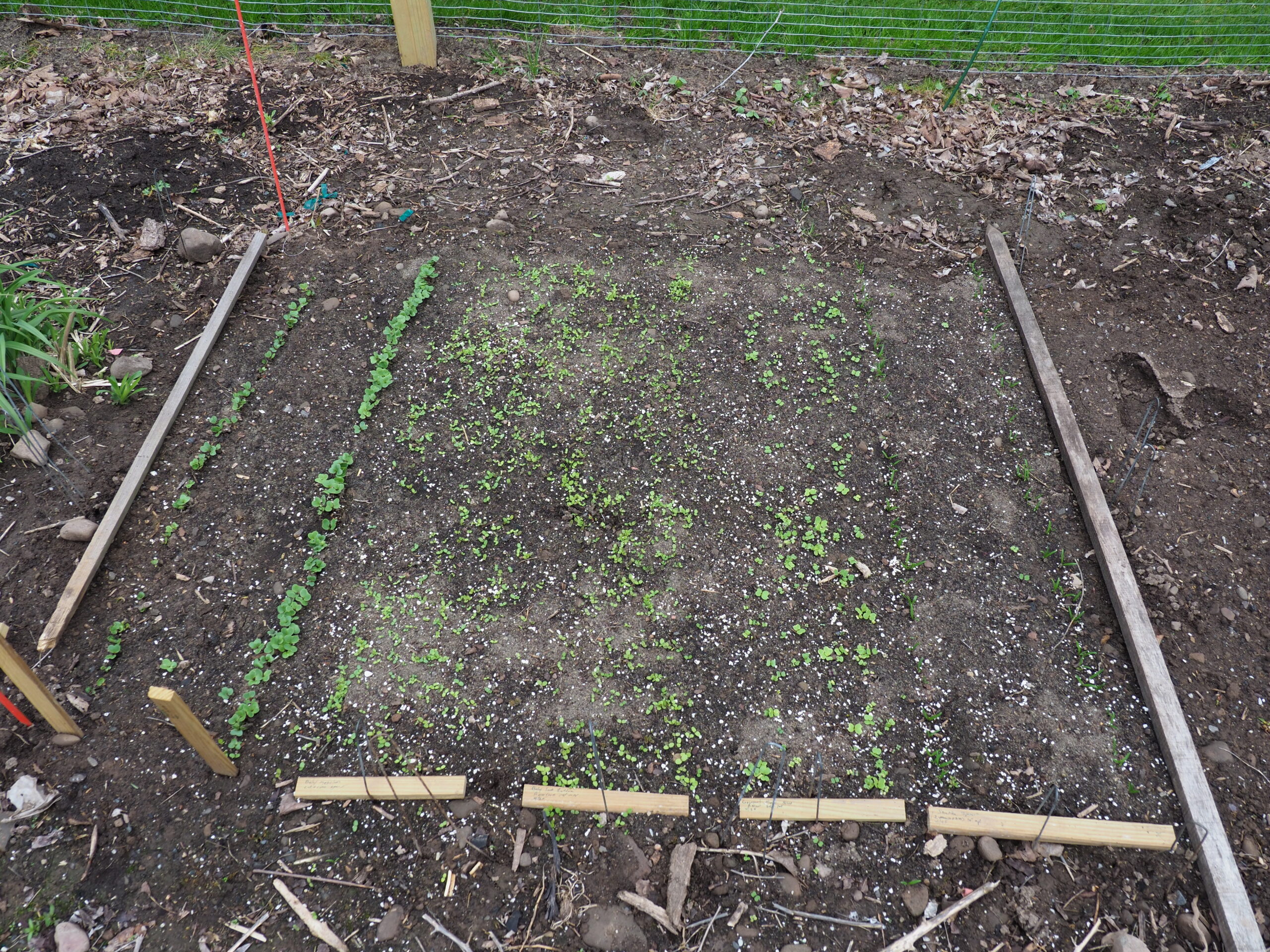 The Hampton Gardener’s humble veggie patch.  Two types of radish (left), three cutting types of lettuces (center) and two rows of cutting spinach (right). As this block grows in a second, similar block was just seeded and a third will follow with some variation.  Seeding resumes again in mid-August, and the three plots will continue to produce through late October.  Wooden labels indicate variety, sowing date and harvest dates. The thinned radish seedlings went right into a very tasty, but zingy, salad.   ANDREW MESSINGER