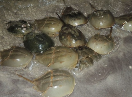Fire Island National Seashore: All About Horseshoe Crabs