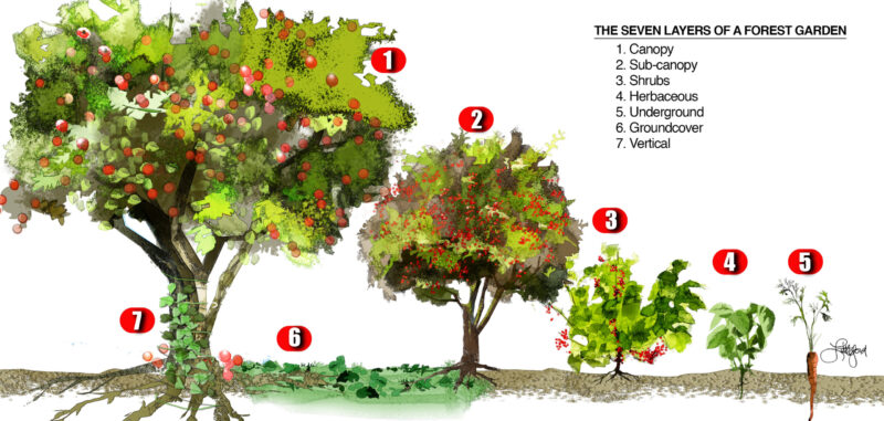 The seven layers of a forest garden. 