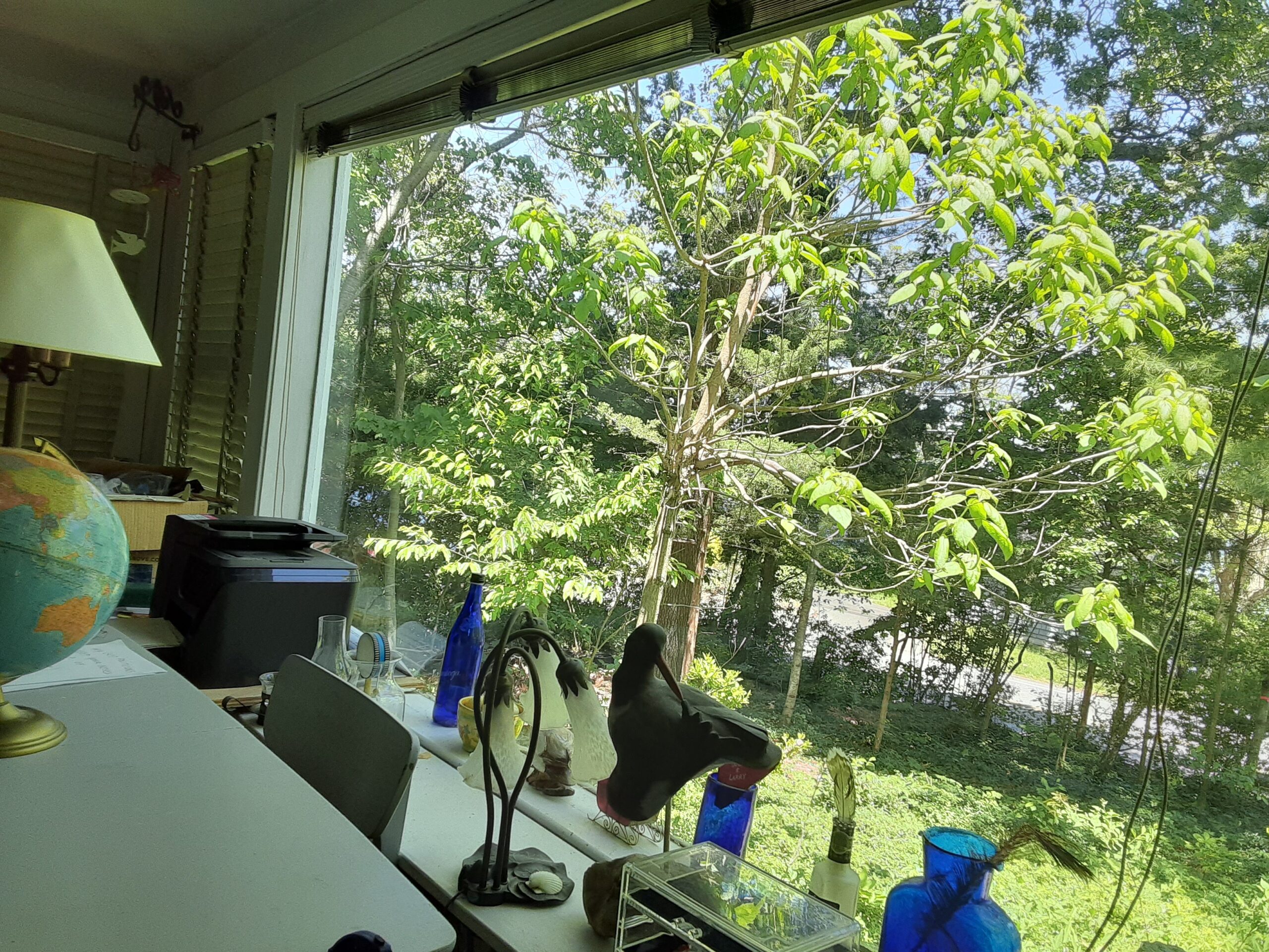 A Northern catalpa.