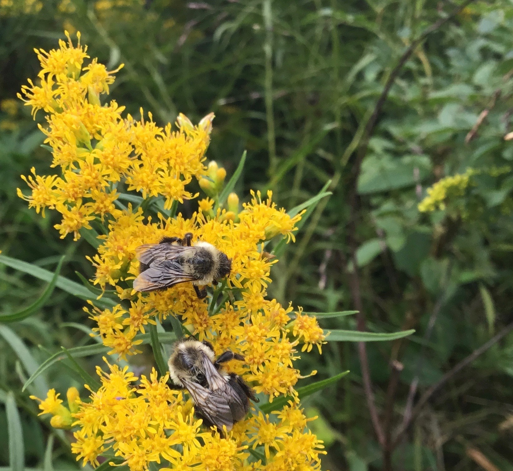 The native goldenrod looks like ragweed but doesn’t cause allergies. It attracts a huge variety of native pollinators, whose sting isn’t nearly as painful as that of non-natives. TIM PURTELL