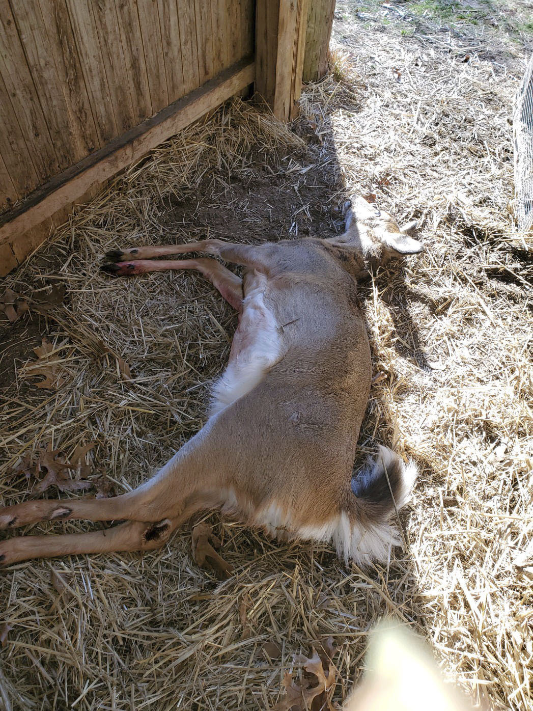A 7-month-old doe was shot and killed in January, mere feet from the Evelyn Alexander Wildlife Rescue Center in  Hampton Bays.  COURTESY  GINNIE FRATI