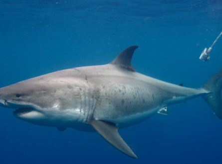 Shark Research & Education 2022 Field Work Update