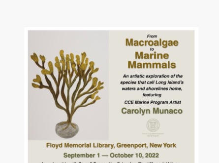 From Macroalgae to Marine Mammals ~ Artist Reception