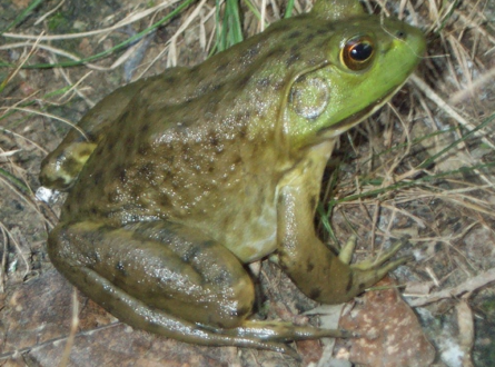 It’s a Frog; No a Toad; No a Frog?