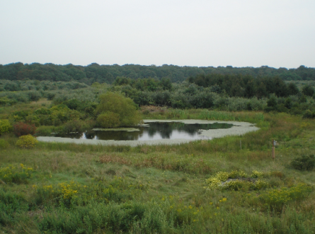 The Secret Life of Vineyard Pond