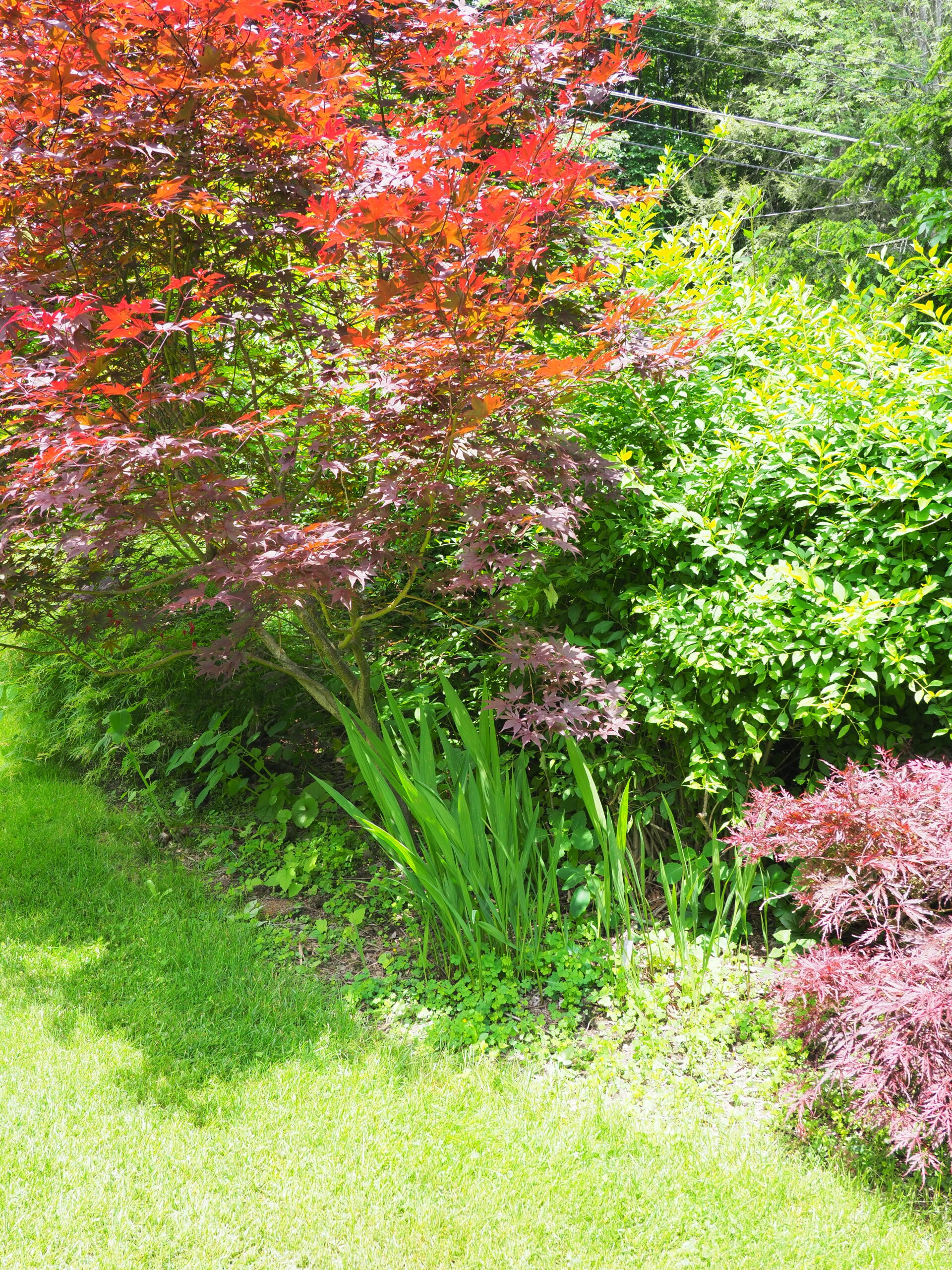 The Japanese maple to the left was only 2 feet tall when the Crocosmia bulbs were planted to the right of it. Now the maple shades the Crocosmia most of the day, causing the leaves, then the long arching flower stalks, to lean far forward toward the sun causing the stems to weaken and fall. Late in the summer when the plants go dormant they can be lifted, the bulbs harvested and moved to a sunnier location.
