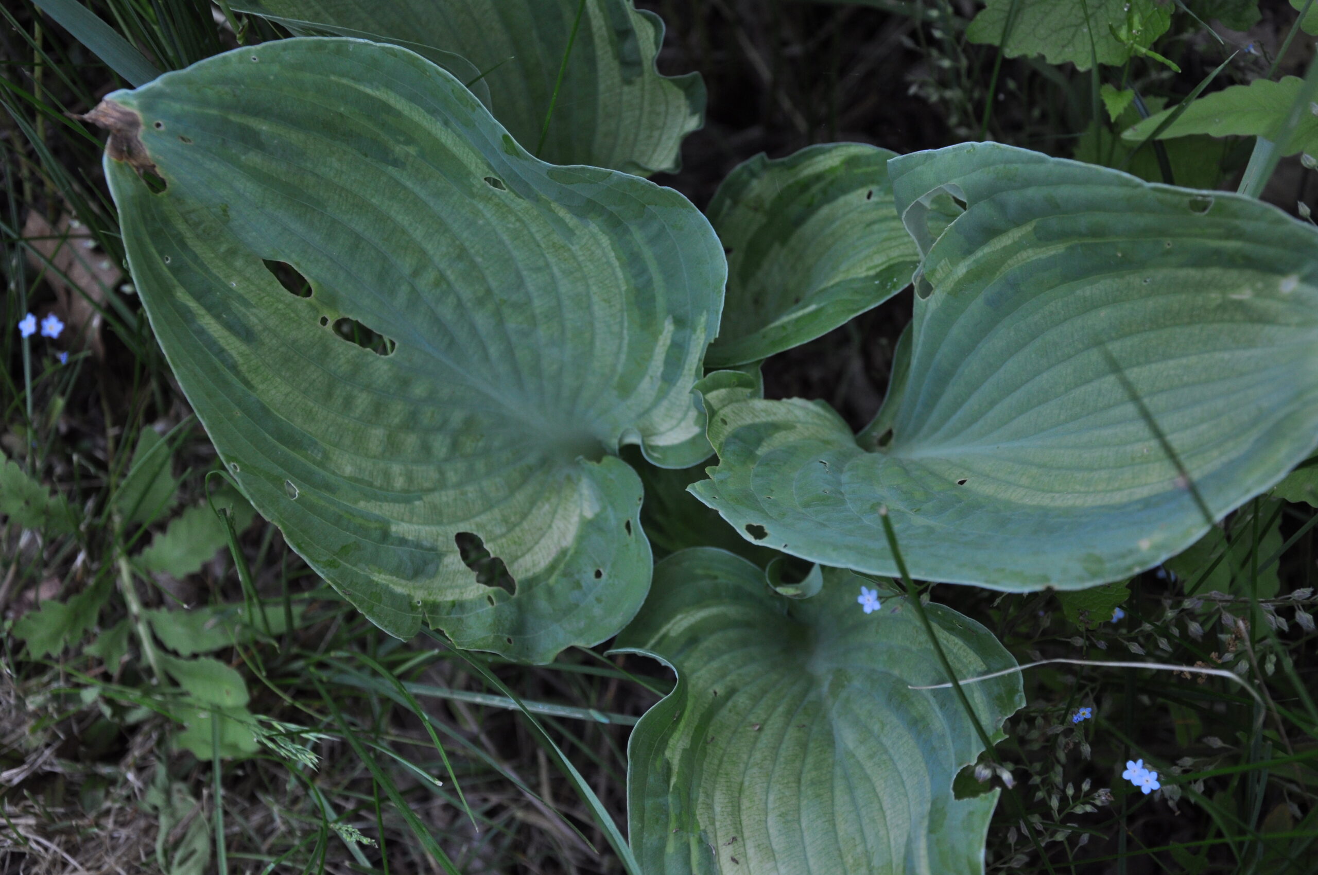 Looks like insect feeding on this Hosta right? Wrong. This is slug damage. Slugs are able to eat leaves from anywhere on the leaf. Only a few beetles can do damage like this, and beetle damage is often seen first on the leaf margin.
ANDREW MESSINGER
