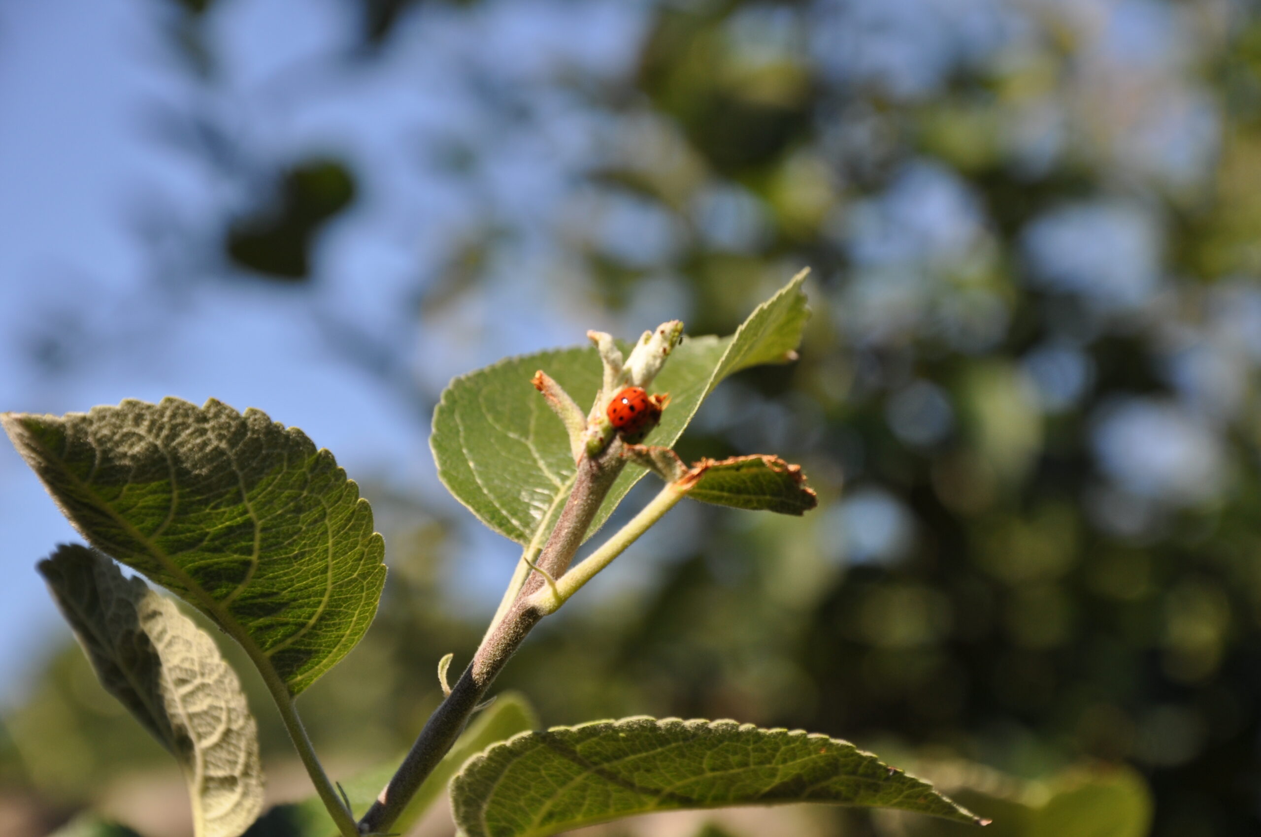 Nature at work. A wild lady beetle has homed in on the tip of an apple tree branch where it’s feeding on aphids. Lady beetles bought in the store rarely hang around long enough to be helpful. ANDREW MESSINGER