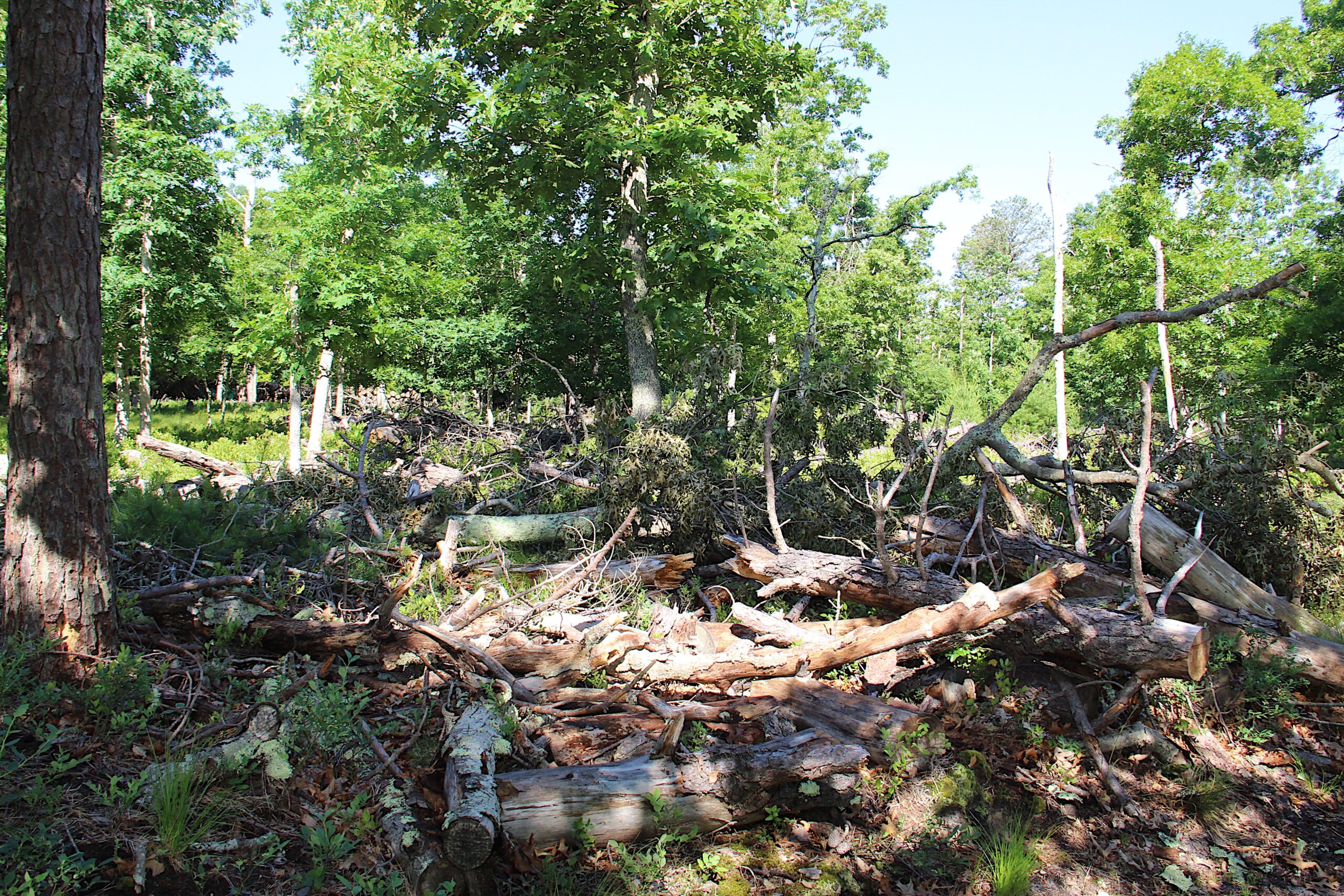Felled trees, due to southern pine beetle infestation, near Peter Van Scoyoc's property in the Northwest Woods. KYRIL BROMLEY