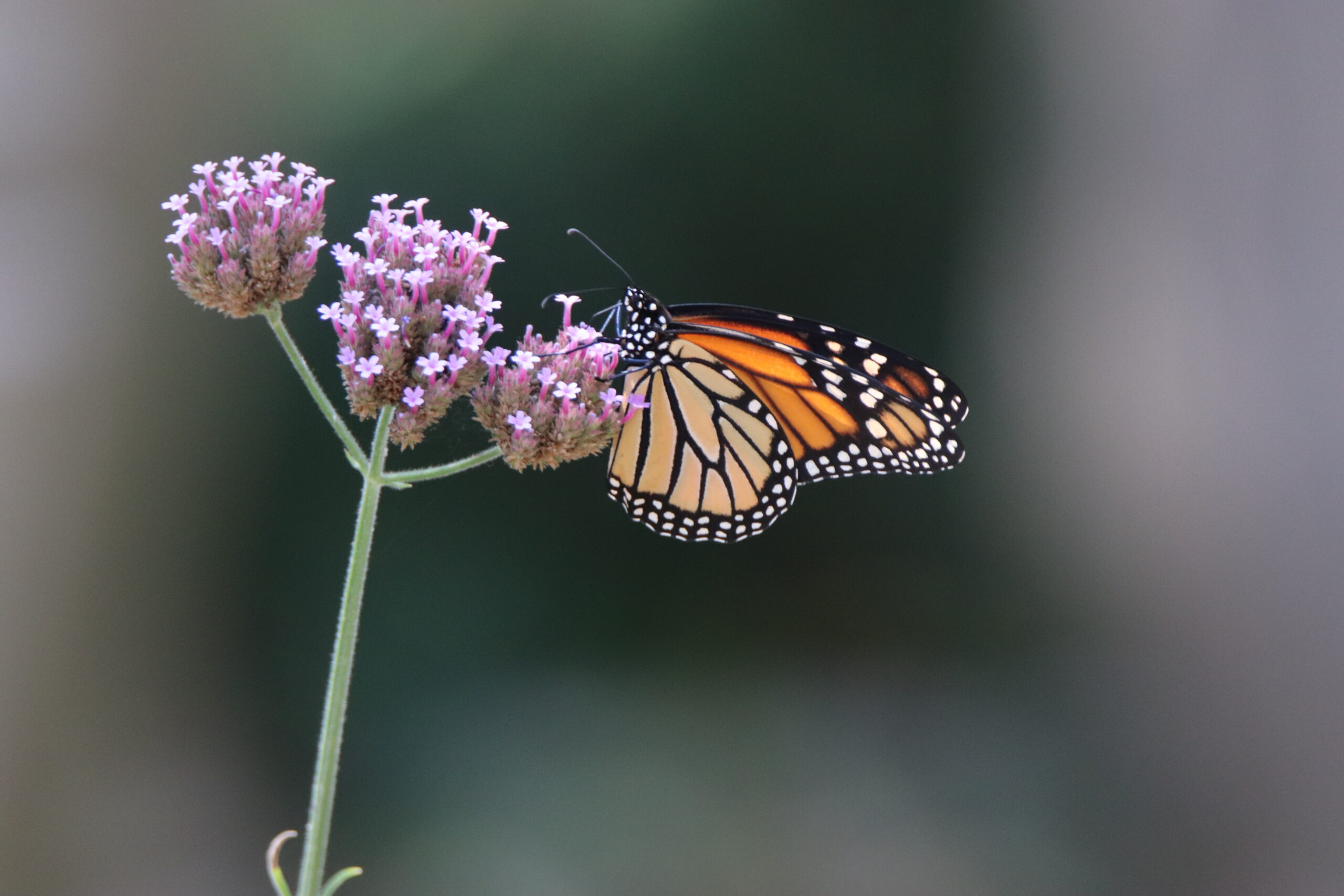 A monarch butterfly. TERRY SULLIVAN