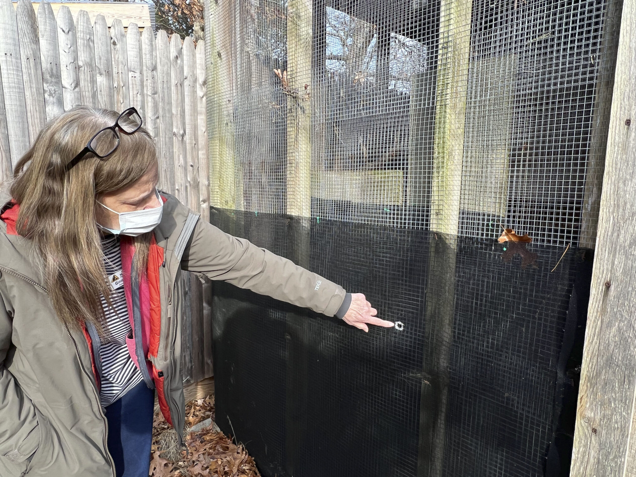 Evelyn Alexander Wildlife Rescue Center executive director Ginnie Frati pointed out bullet holes in an enclosure after the January shooting.    DANA SHAW