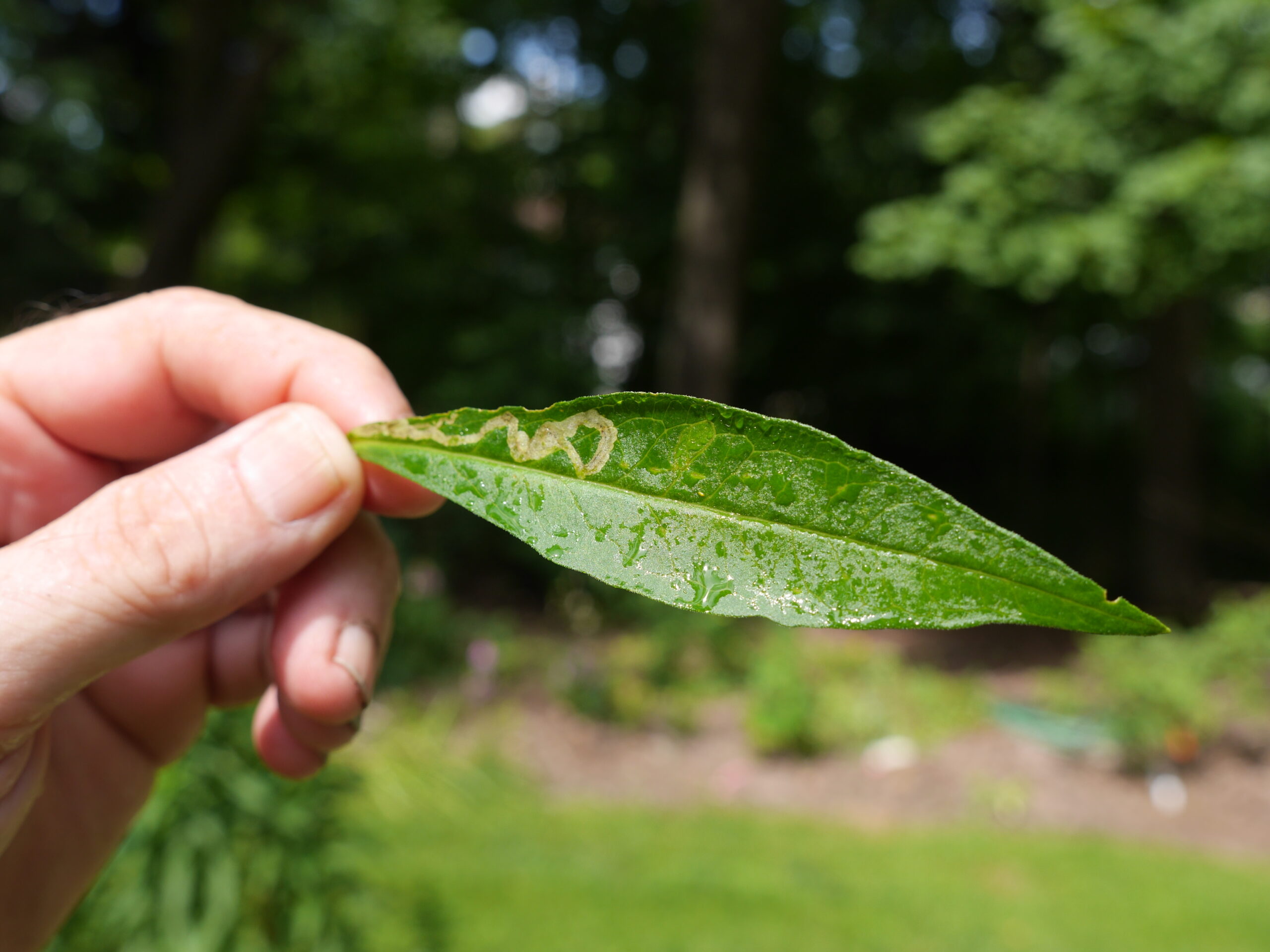 While leaf miners are often found on the leaves of columbines this is a Phlox leaf miner trail. Leaf miners (except on birch trees) are usually a nuisance and not treated though neem oil will deter them. ANDREW MESSINGER