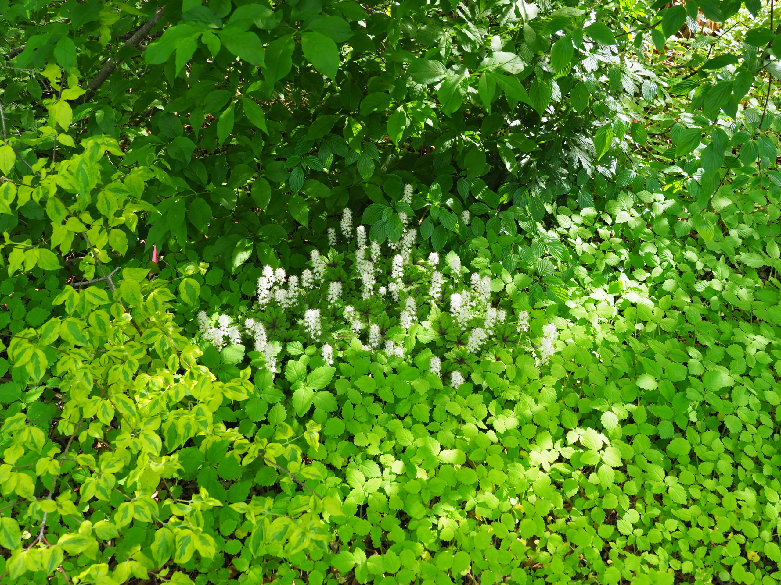 Tiarella, or the foam flower, (center) is a great understory planting for shady areas that remain somewhat moist. The species has white flowers but there are several introductions with pink to red flowers and magnificently colored foliage that thrives in shade.  ANDREW MESSINGER