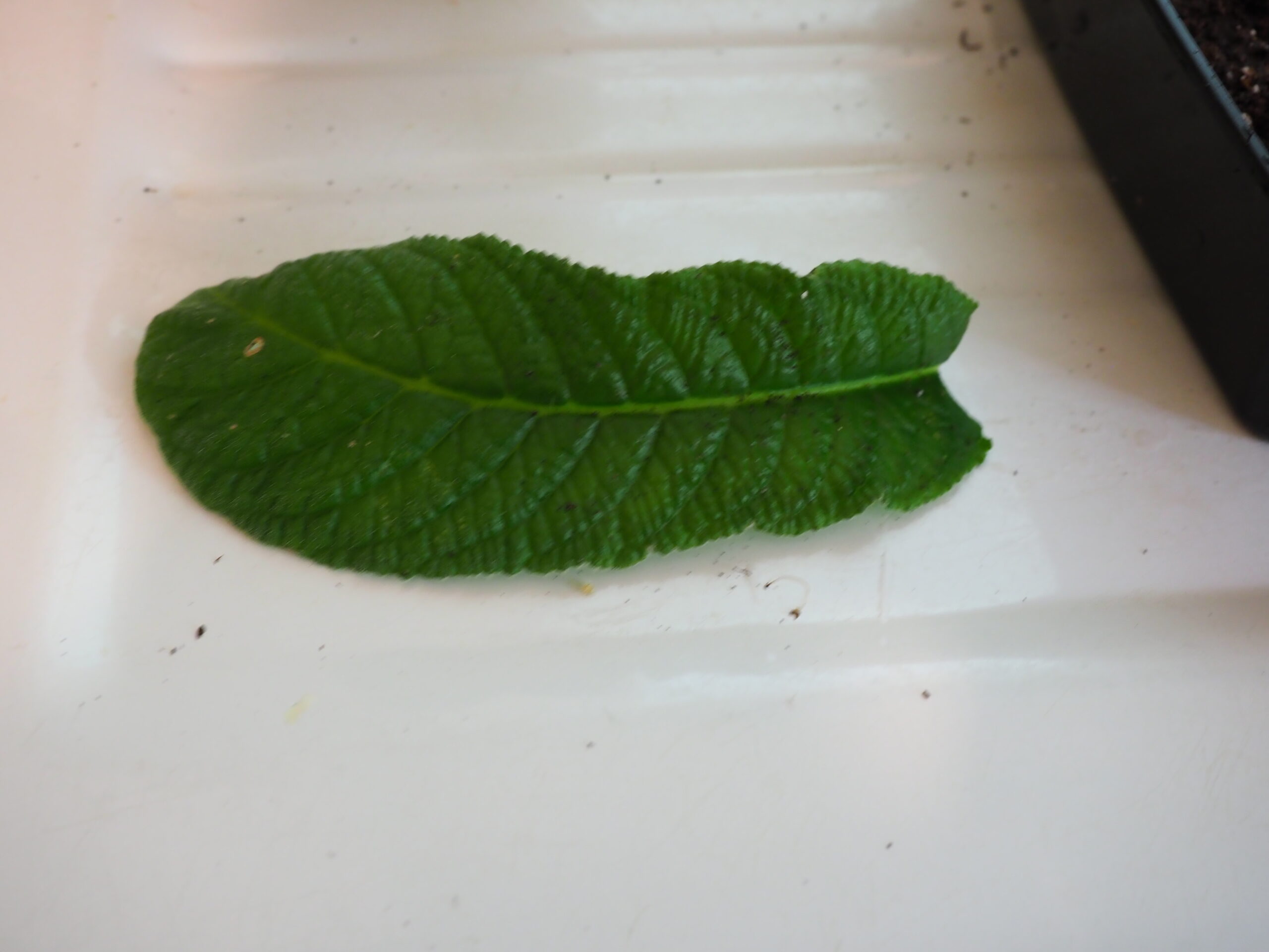 With a leaf removed from the parent plant, the leaf is now ready to be sliced into 1-inch sections with a single-edge razorblade. Sections must be vertical from top to bottom with the midrib in tact.  ANDREW MESSINGER