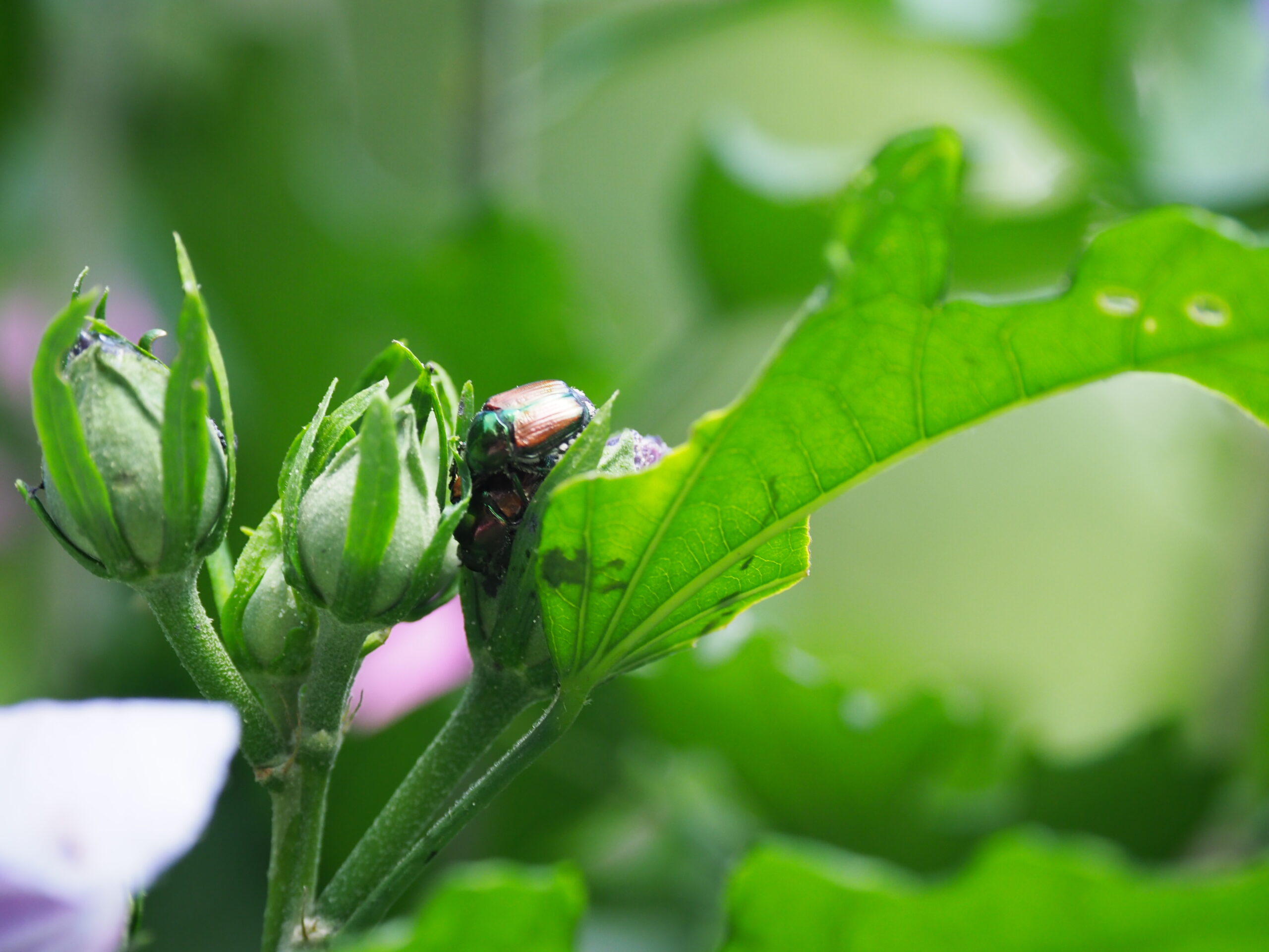 Japanese beetles will feed on a wide range of plants. However, they are one of the few beetles that will feed on flowers as well as on foliage. They are particularly fond of hibiscus (rose of Sharon shown here) and roses. Note the beetle feeding on the flower and the already damage foliage.