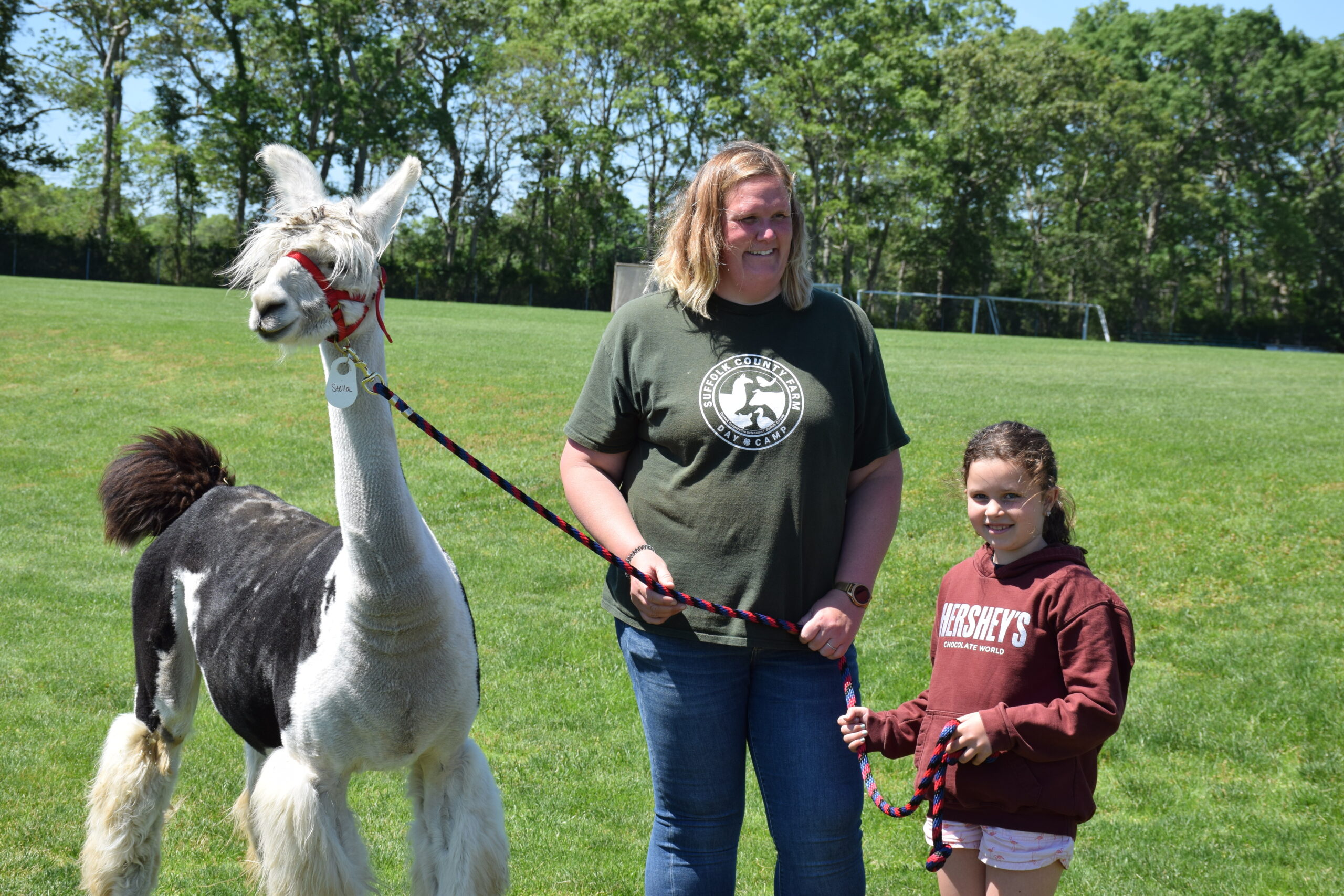 Third grade students, including Mary Kate Breen, at Westhampton Beach Elementary School were recently introduced to two friendly llamas from the Suffolk County Farm and Education Center. Before giving the students an opportunity to walk the llamas around the school’s grounds, educators from the center spoke to them about llama habitats, behavior and usefulness.  COURTESY WESTHAMPTON BEACH SCHOOL DISTRICT