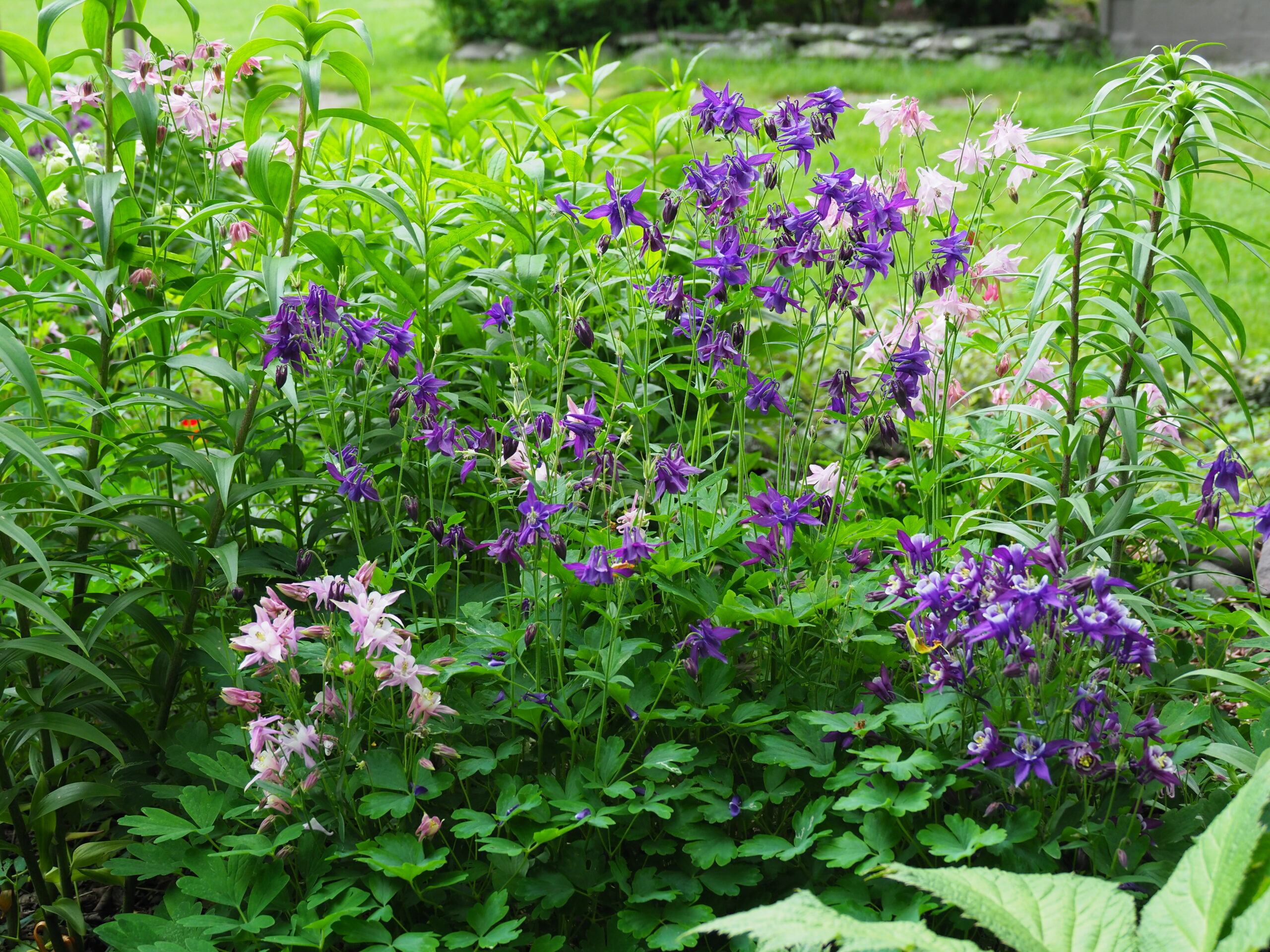 Adding splashes of color and height to the May garden are a number of unexpected columbines of mixed parentage. Some are single colors while others are bicolored. Note the long spurs behind the purple flowers while the bicolored ones have short spurs. The spurs actually contain the nectaries that hummingbird adore. ANDREW MESSINGER
